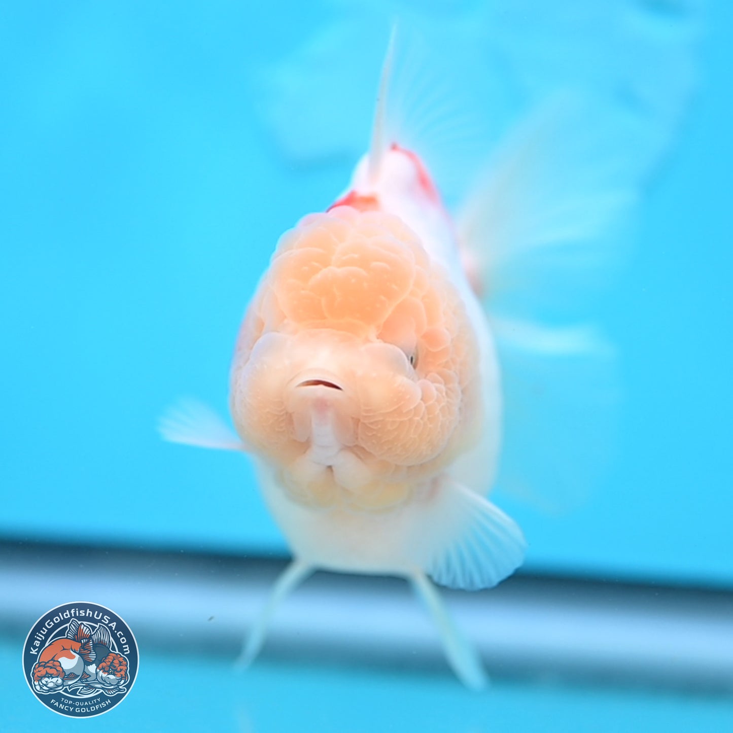 Sakura YuanBao Oranda 3.5 inches Body - Female (250207_OR02)