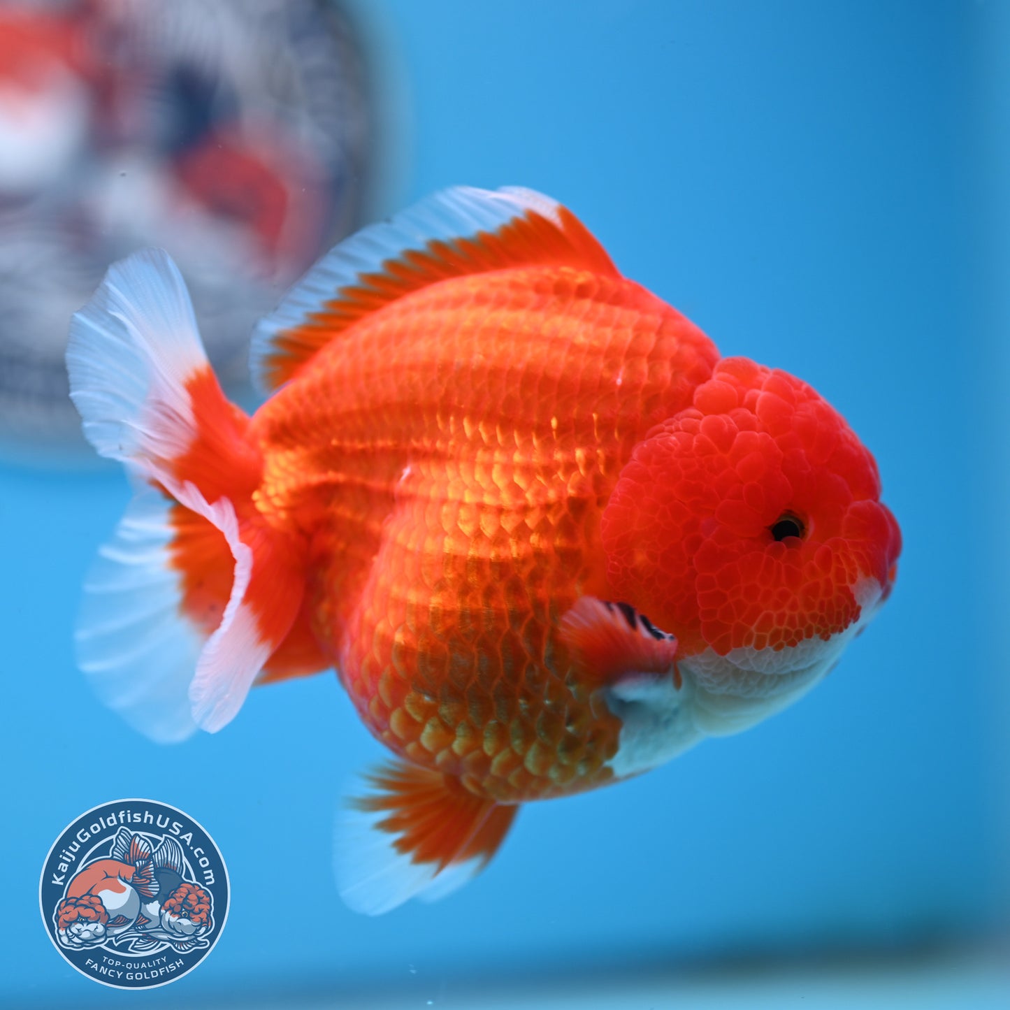 Red White YuanBao Oranda 4 inches Body (250516_OR02)