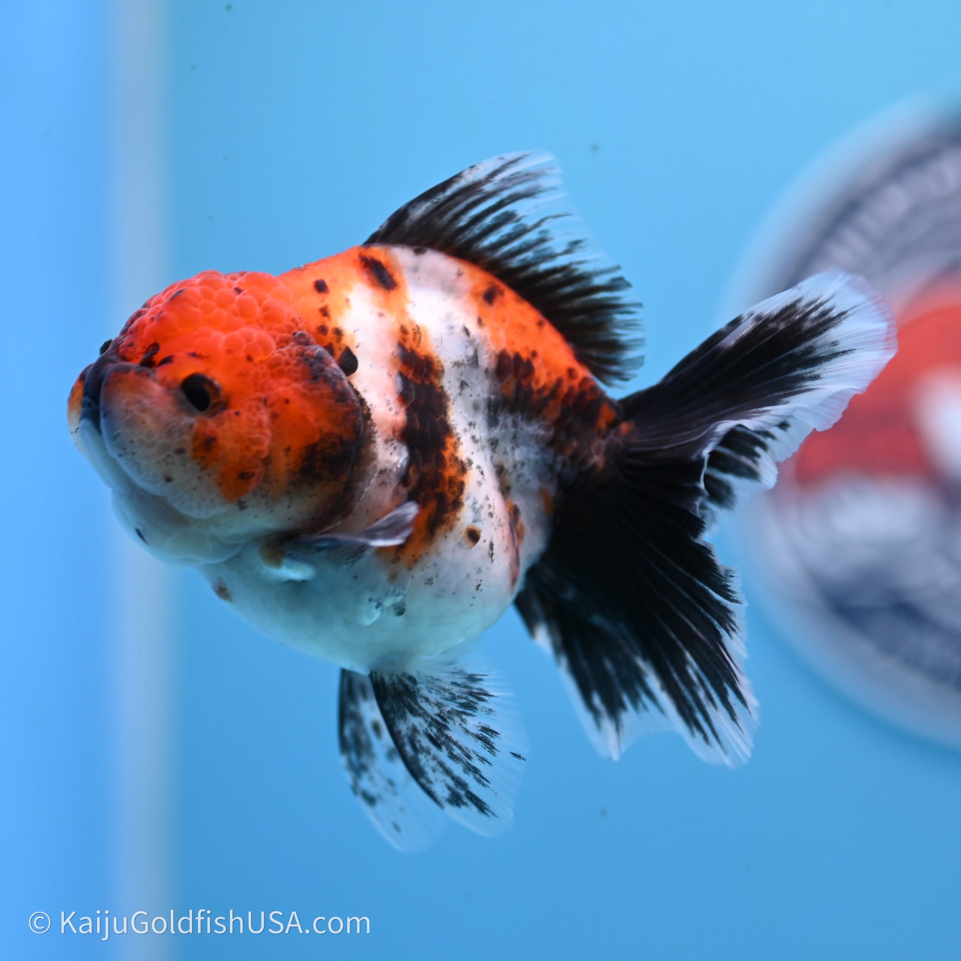 Shogun Godzilla Calico Rose Tail Oranda 3.5in Body (240719_OR02) - Kaiju Goldfish USA