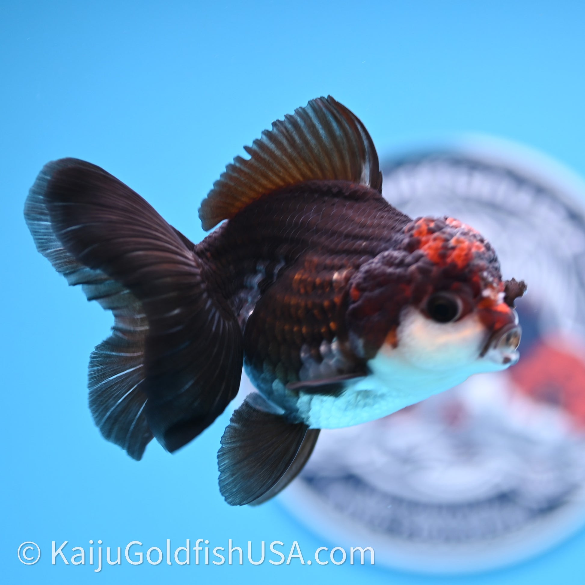 Tricolor Oranda 3.5in body (240726_OR02) - Kaiju Goldfish USA