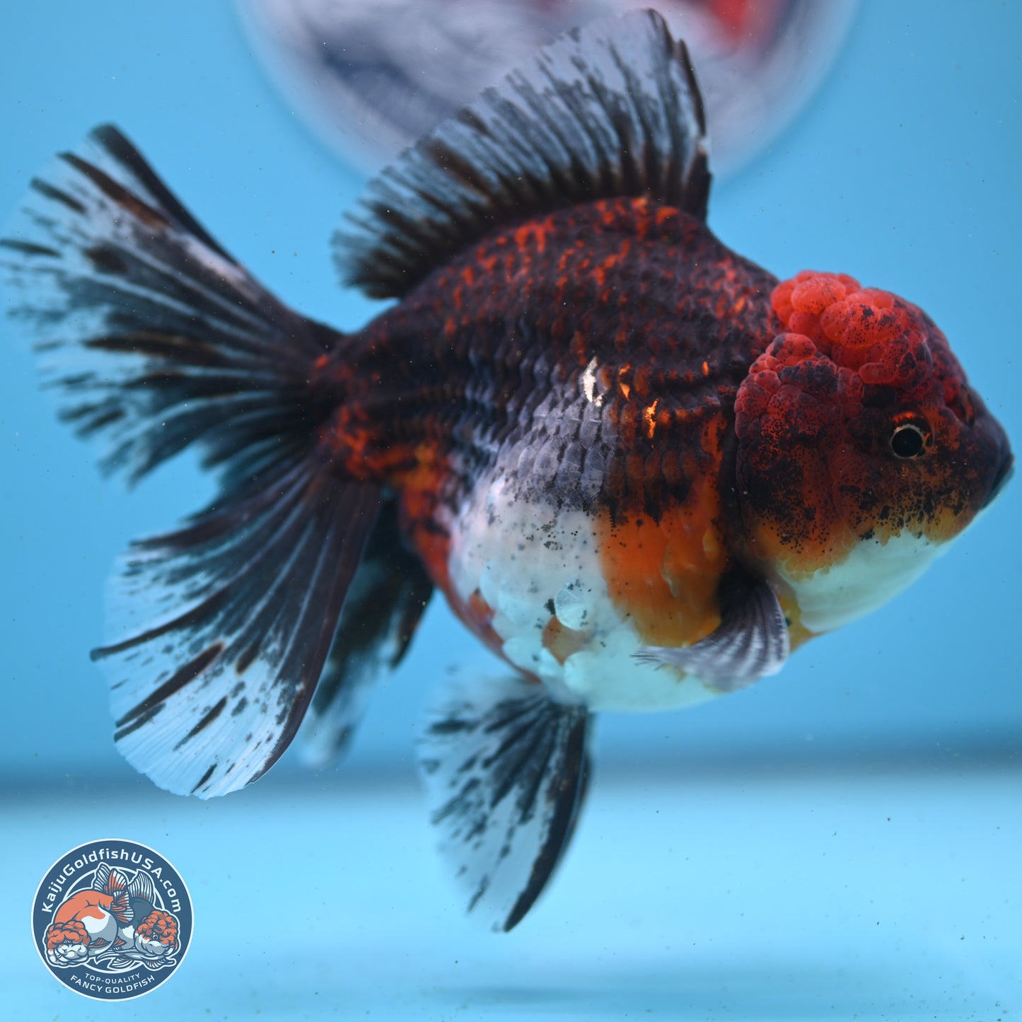 Red Kirin Rose Tail Oranda 6 inches - Female (241122_OR02) - Kaiju Goldfish USA