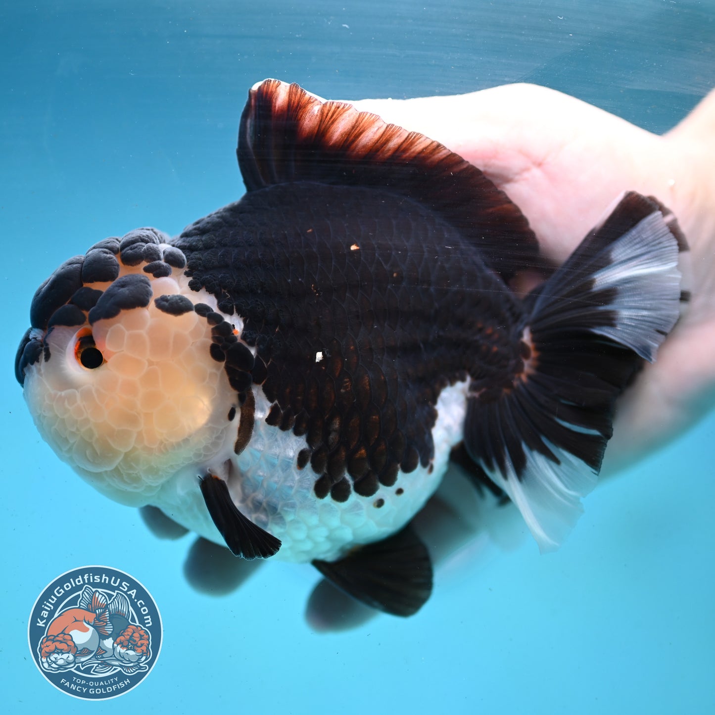 Panda Oranda 4.5 inch Body (250919_OR02)