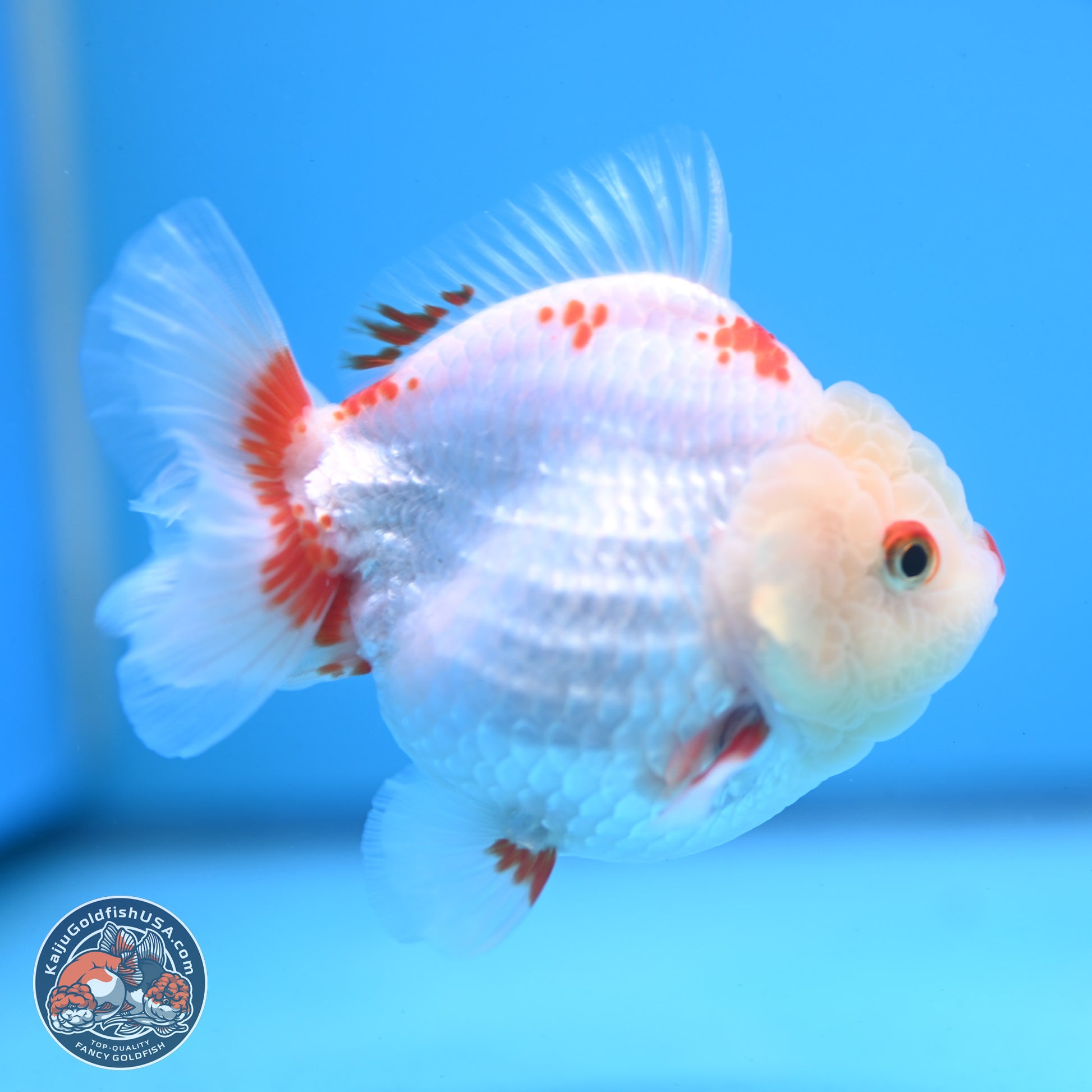 Red White YuanBao Oranda 3.25 inches Body - Female (250103_OR02) - Kaiju Goldfish USA