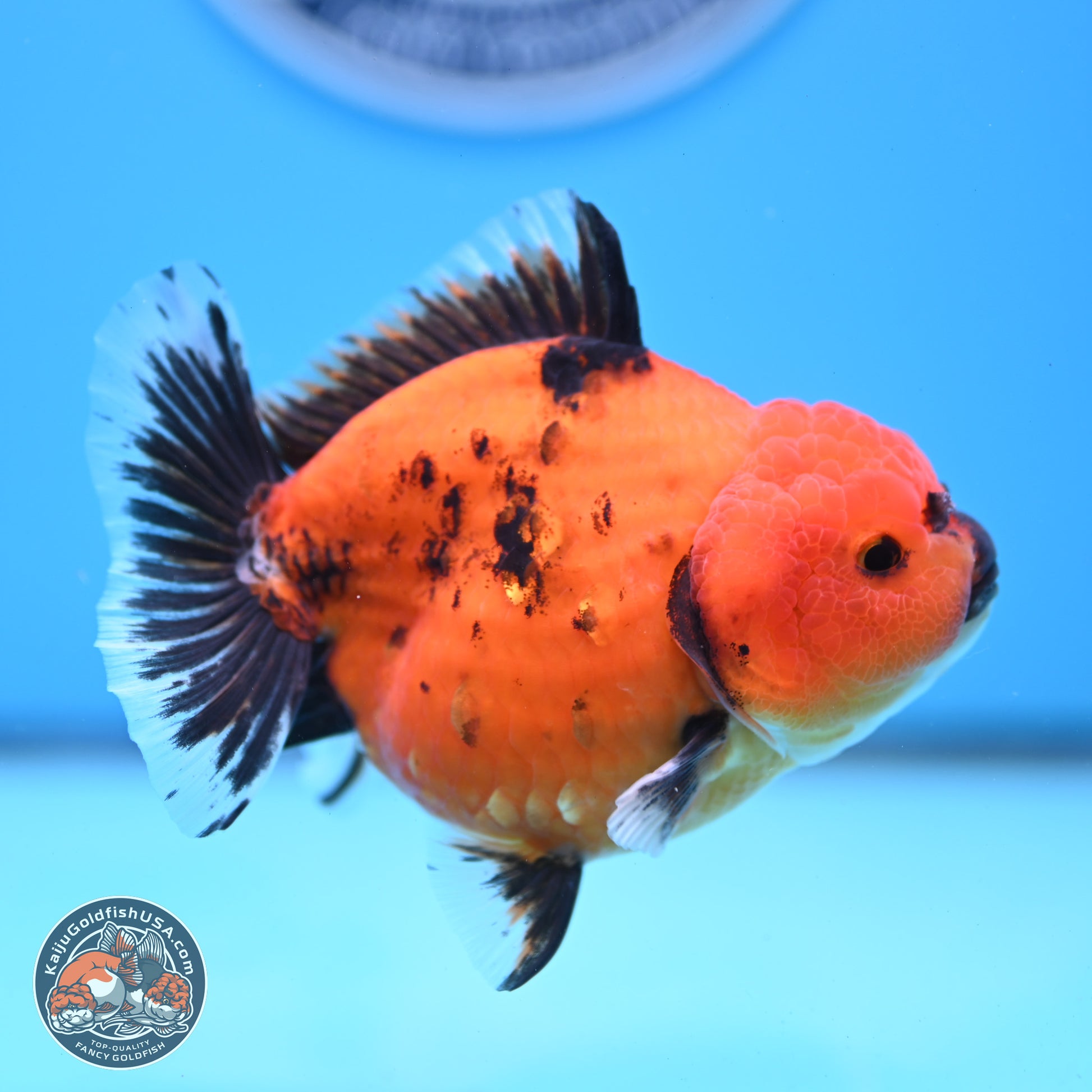 Shogun Tiger/Apache Oranda 4-4.5 inches (241004_OR02) - Kaiju Goldfish USA