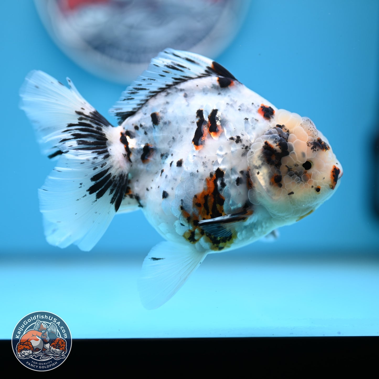 White Tiger Oranda 5.5 inches (241101_OR02) - Kaiju Goldfish USA