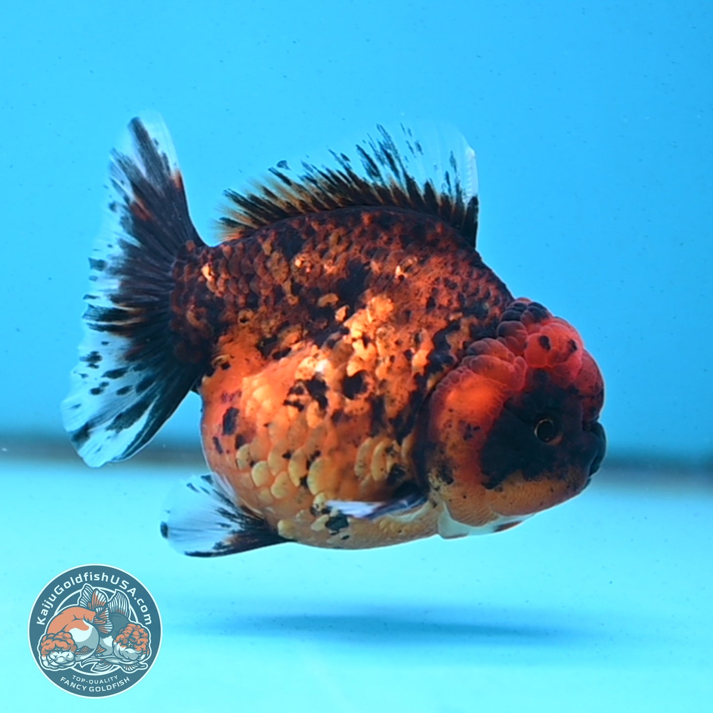 Shogun Tiger Oranda 3.5 inches Body - Male (250418_OR02)