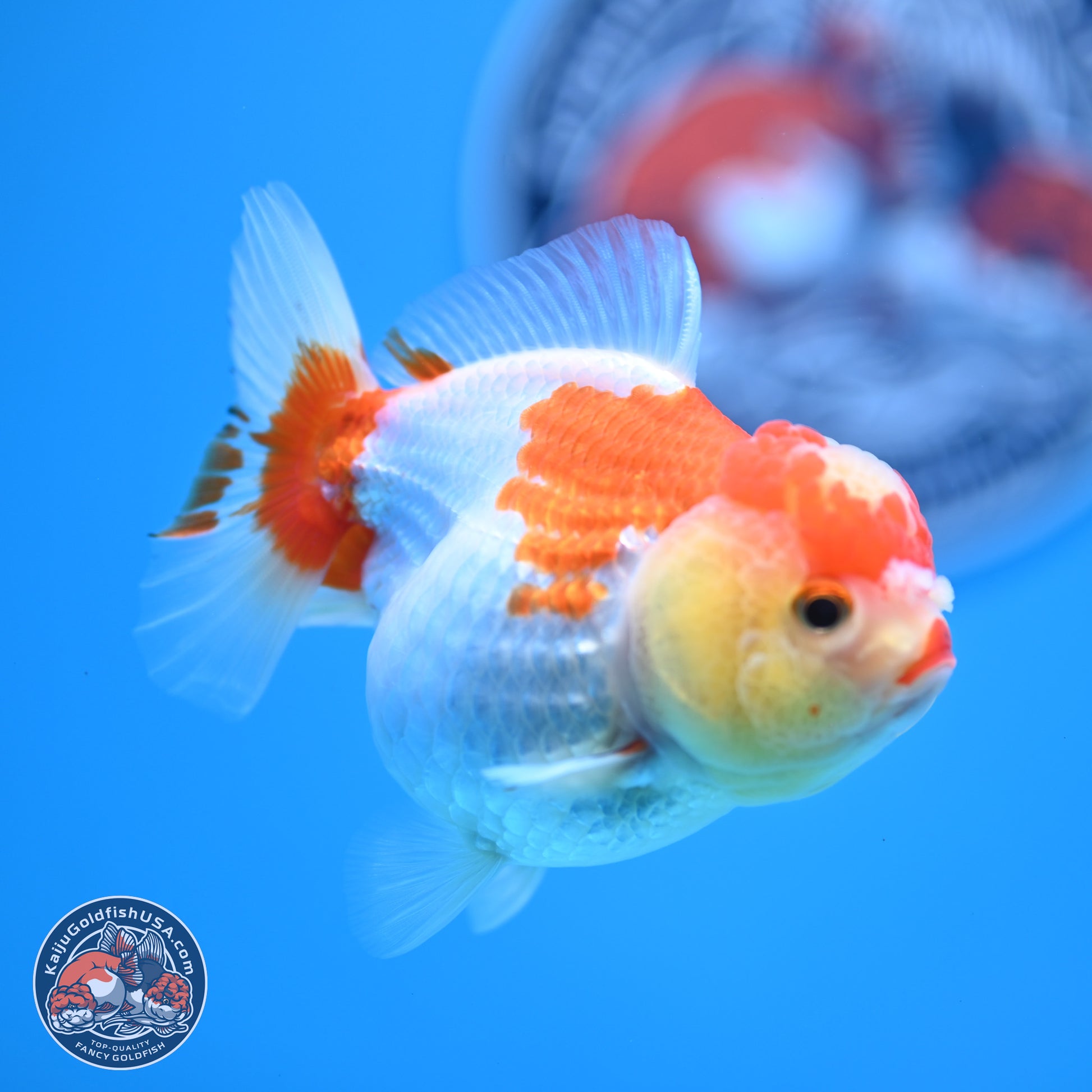 Red White YuanBao Oranda 3.5-4 inches (240927_OR2) - Kaiju Goldfish USA