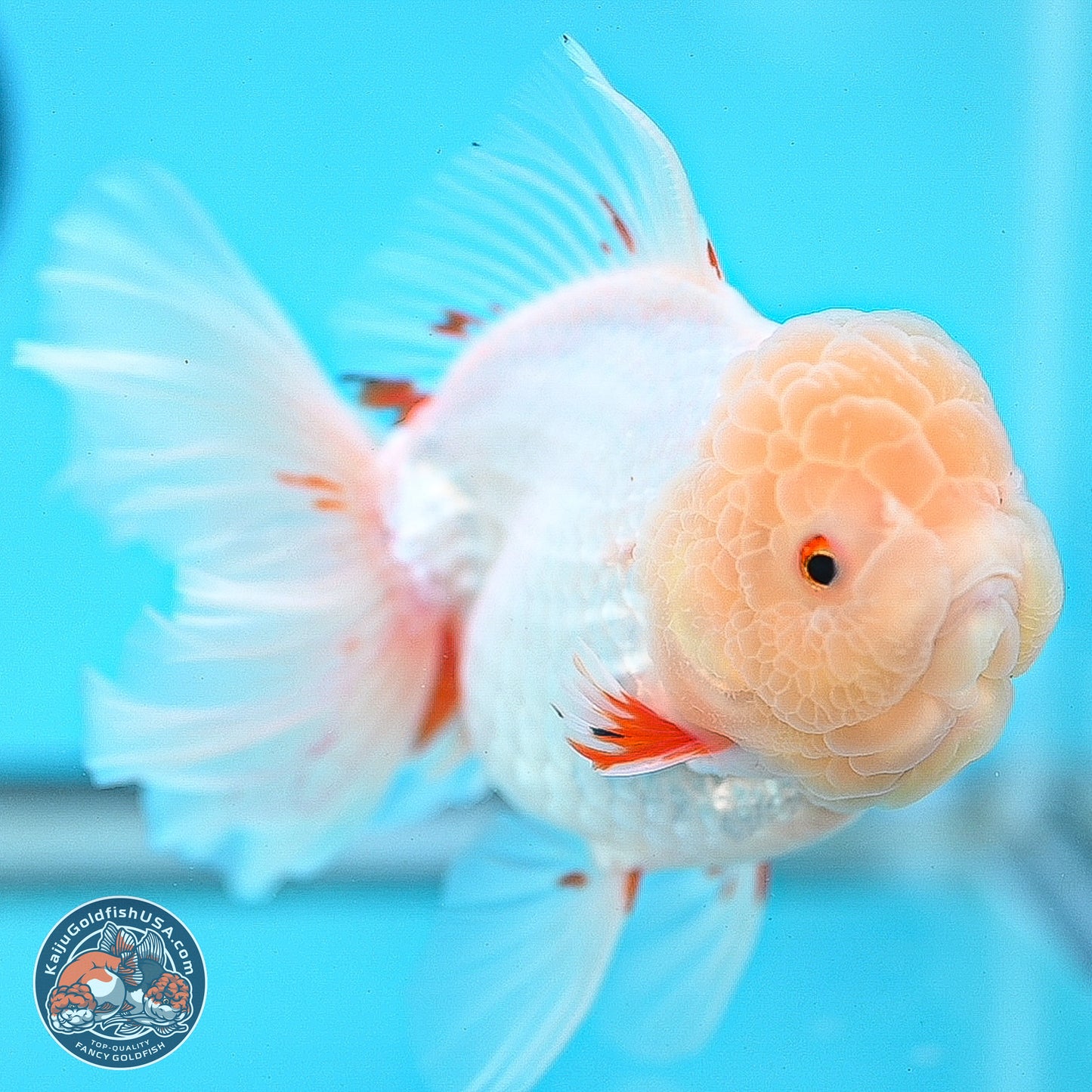 Lemon Head Red White Rose Tail Oranda 4.5 inches Body - Female (250214_OR02)