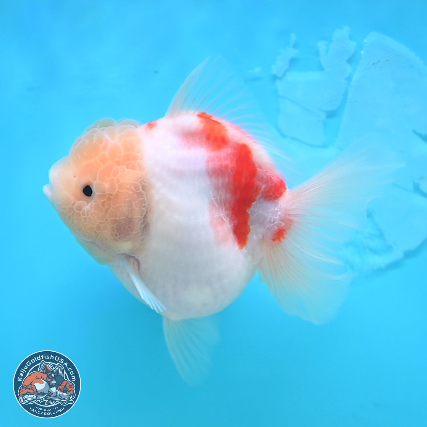 Sakura YuanBao Oranda 3.5 inches Body - Female (250207_OR02)