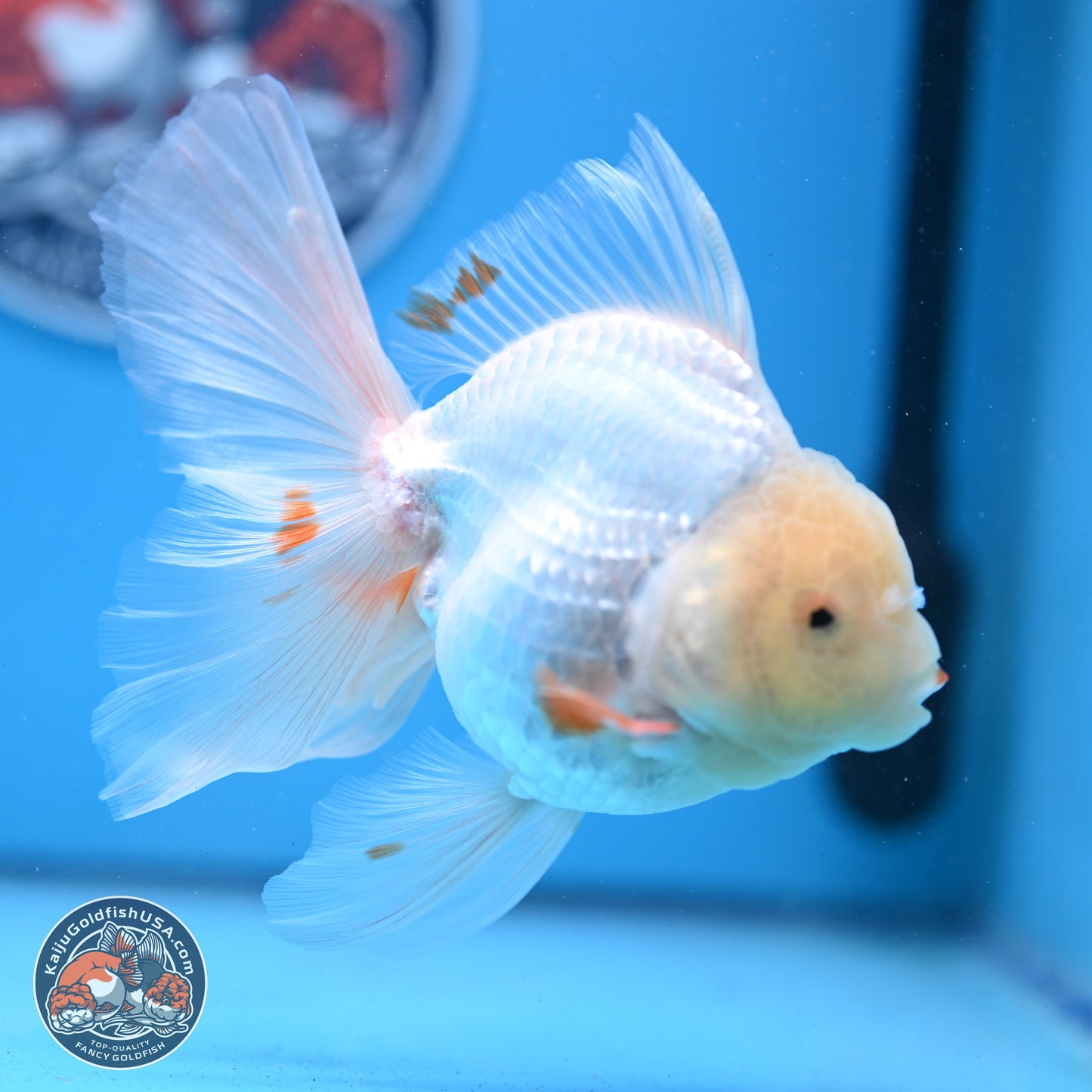 Red White Rose Tail Oranda 4-6 inches (240913_OR02) - Kaiju Goldfish USA