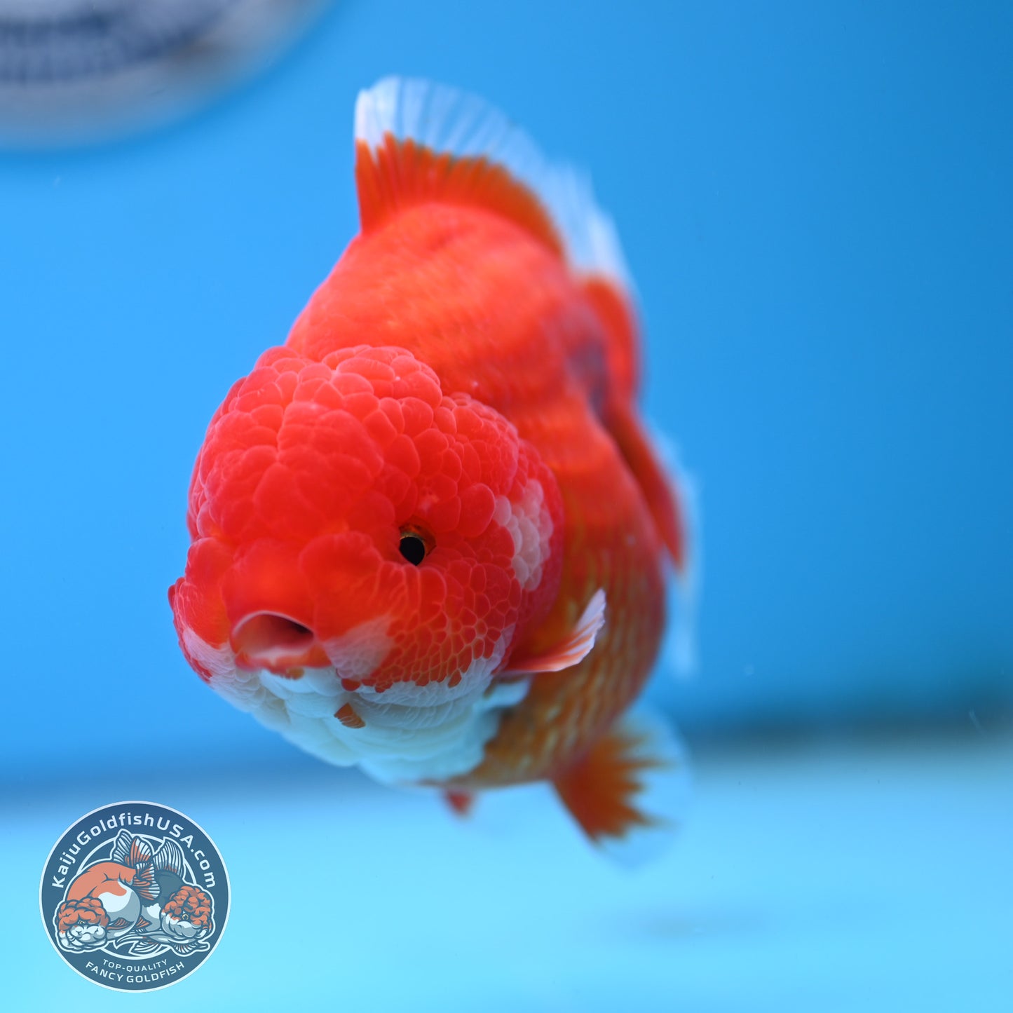 Red White YuanBao Oranda 4 inches Body (250516_OR02)