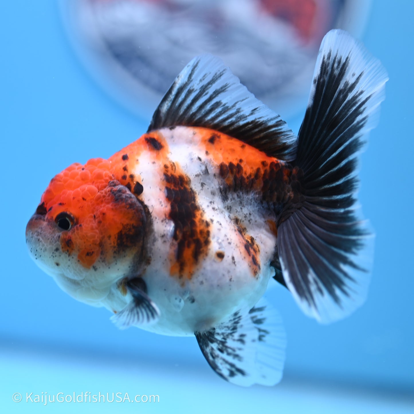 Shogun Godzilla Calico Rose Tail Oranda 3.5in Body (240719_OR02) - Kaiju Goldfish USA