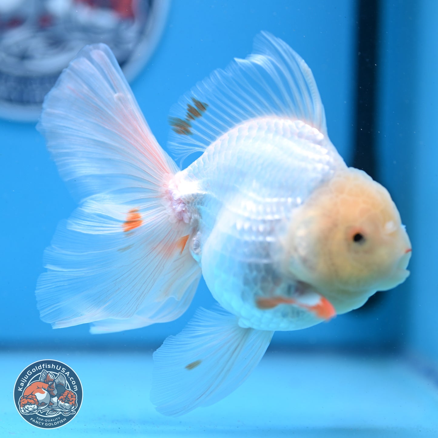 Red White Rose Tail Oranda 4-6 inches (240913_OR02) - Kaiju Goldfish USA