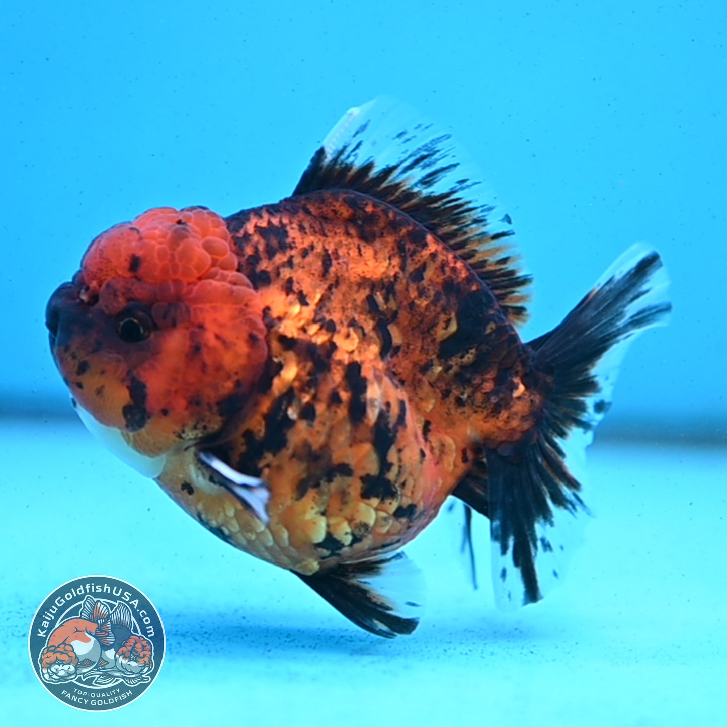 Shogun Tiger Oranda 3.5 inches Body - Male (250418_OR02)