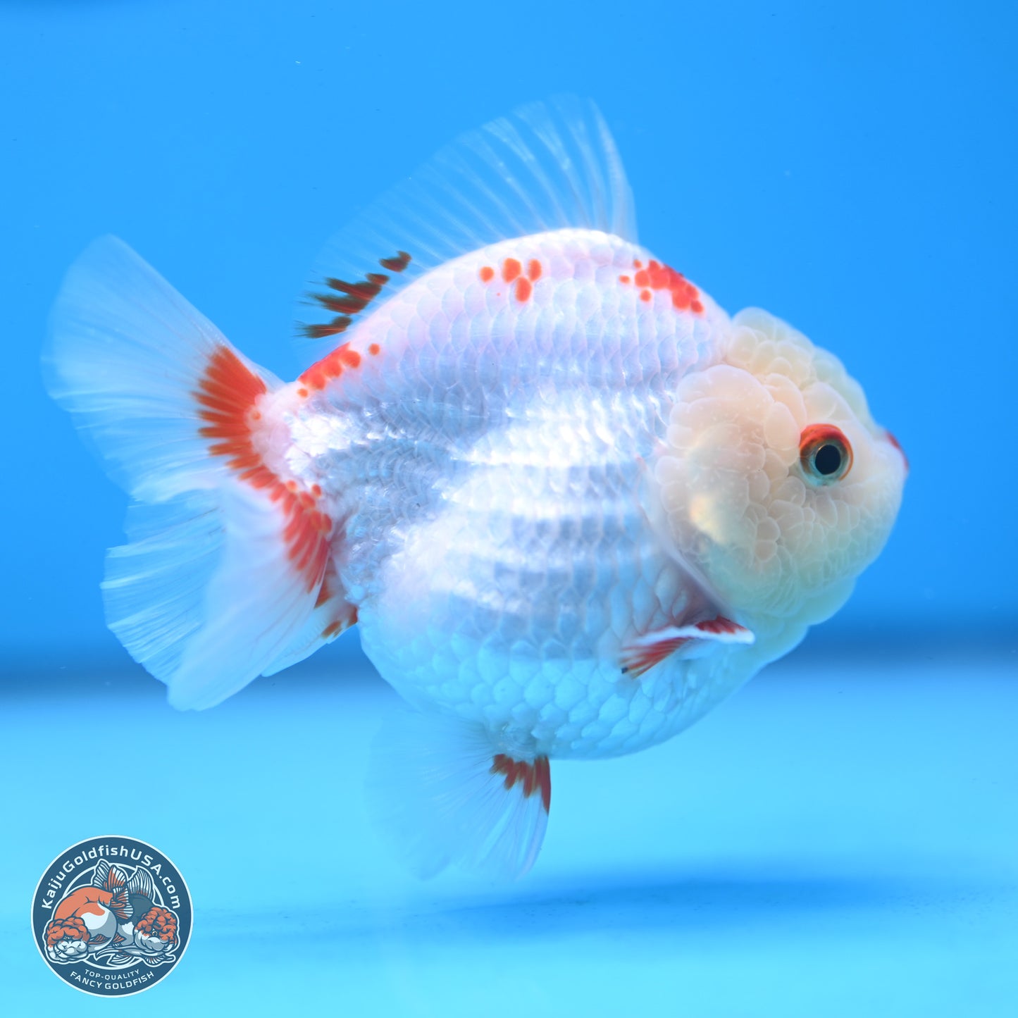 Red White YuanBao Oranda 3.25 inches Body - Female (250103_OR02) - Kaiju Goldfish USA