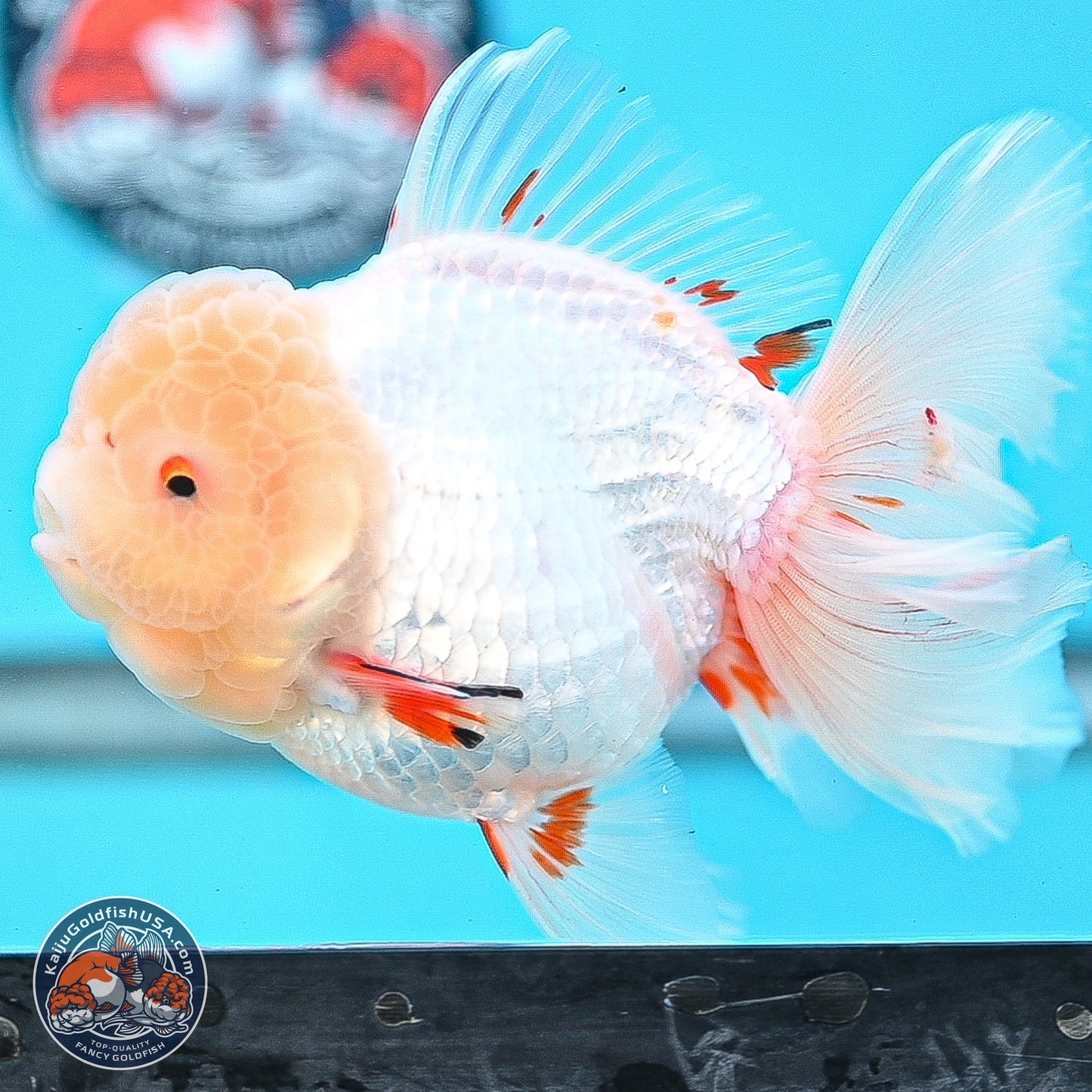 Lemon Head Red White Rose Tail Oranda 4.5 inches Body - Female (250214_OR02)