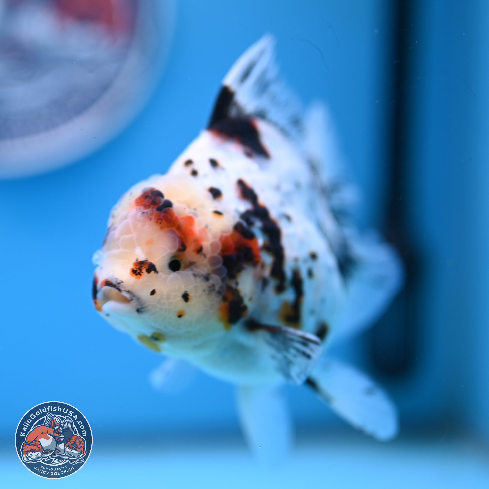 White Tiger Oranda 5.5 inches (241101_OR02) - Kaiju Goldfish USA