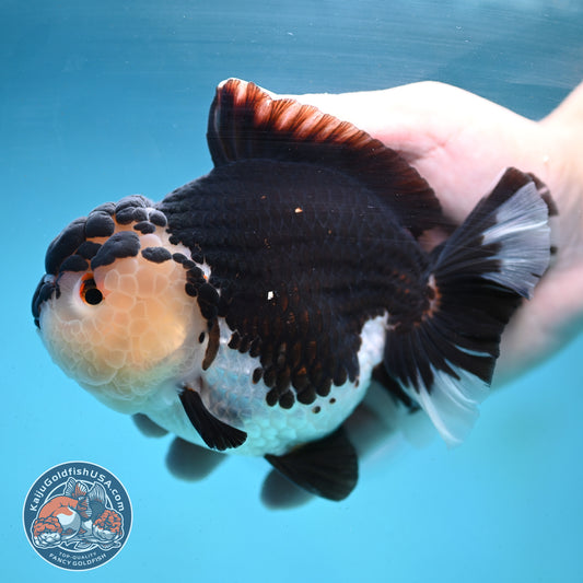 Panda Oranda 4.5 inch Body (250919_OR02)