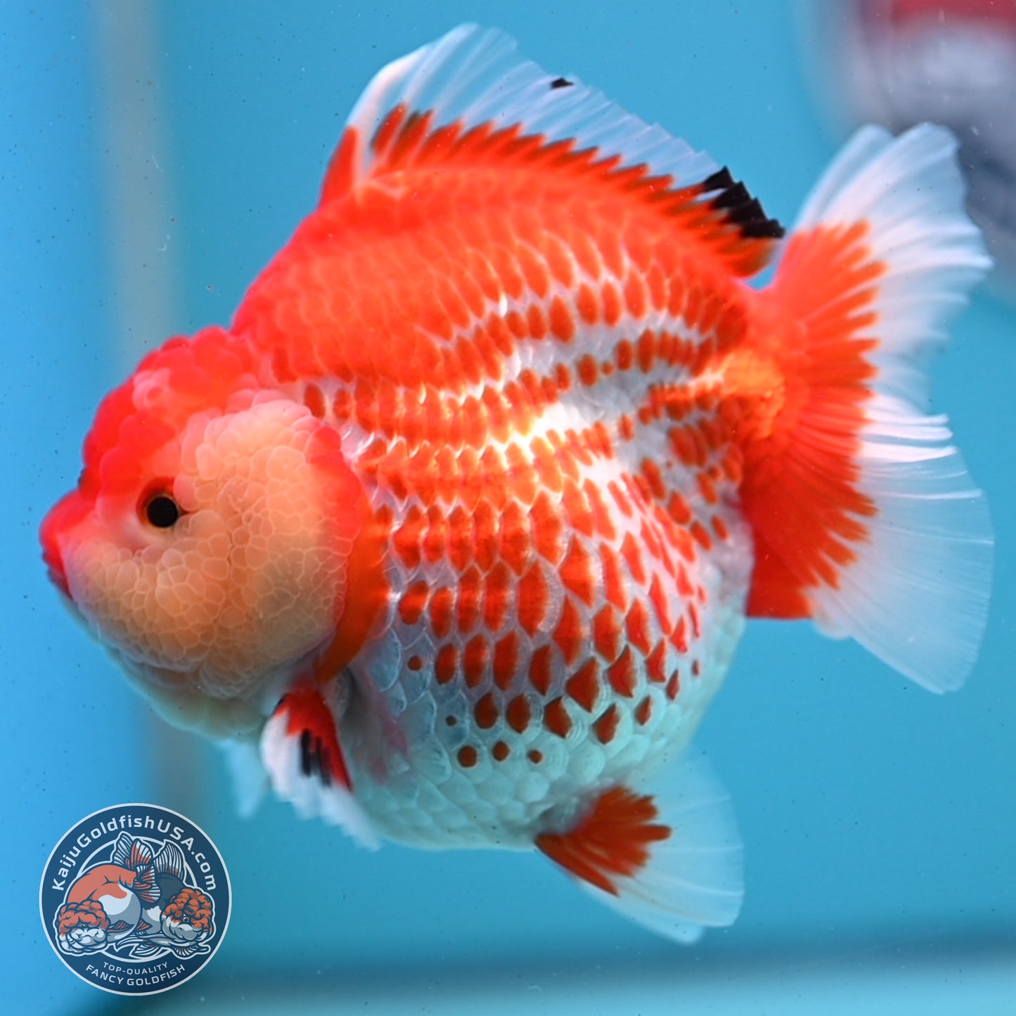 Jumbo Deer Spot Red White YuanBao Oranda 4.5 inches Body (250509_OR02)