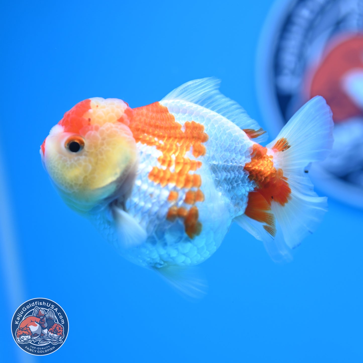 Red White YuanBao Oranda 3.5-4 inches (240927_OR2) - Kaiju Goldfish USA