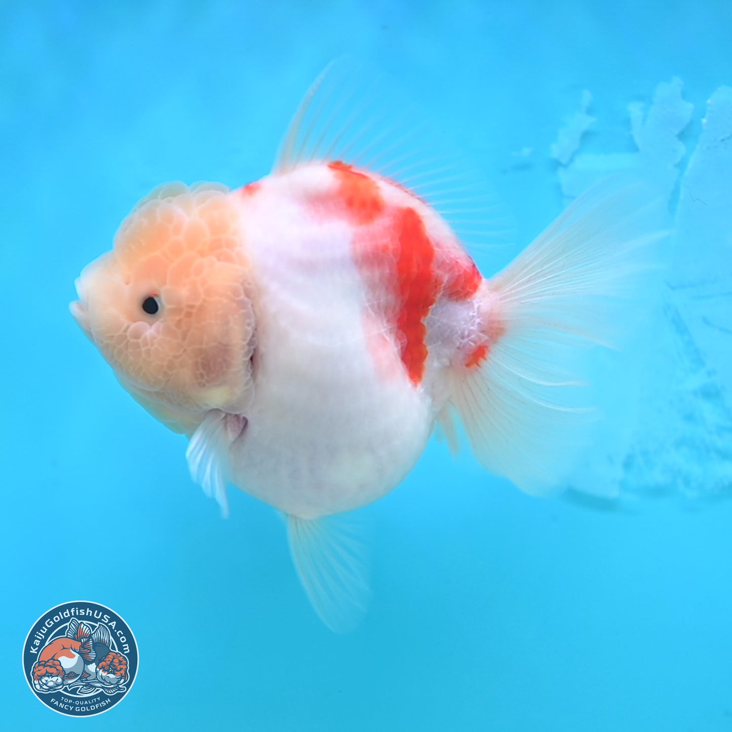 Sakura YuanBao Oranda 3.5 inches Body - Female (250207_OR02)