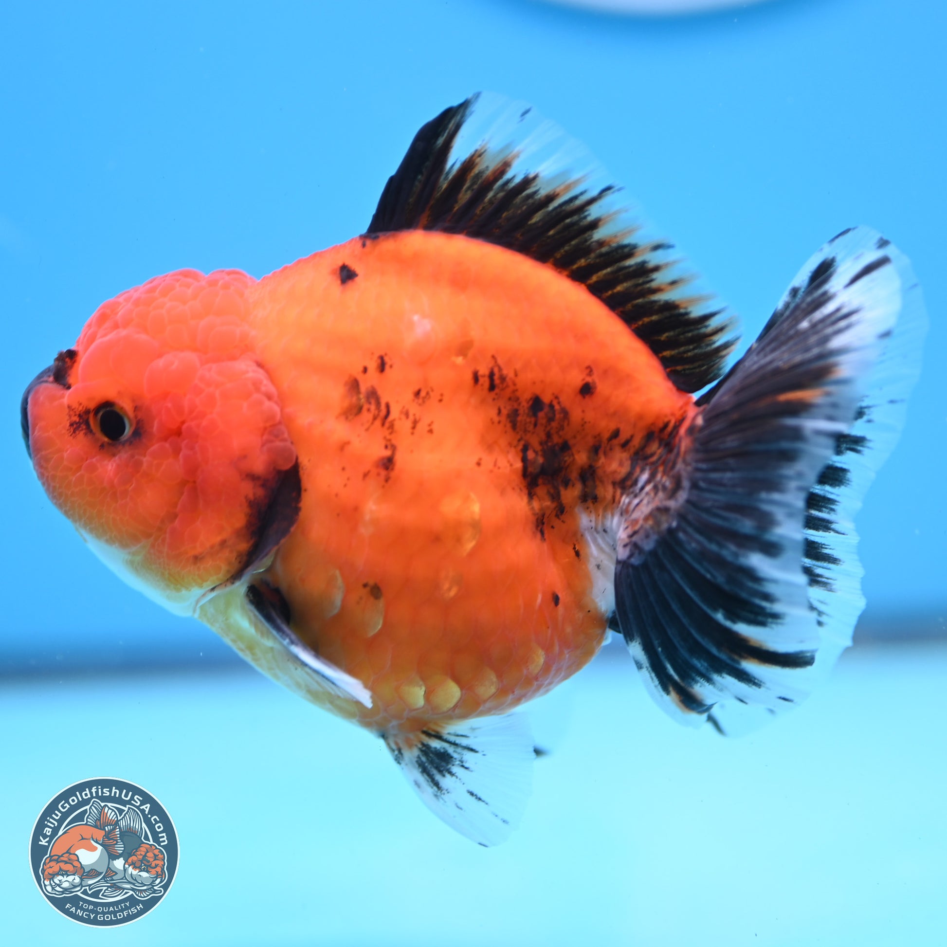 Shogun Tiger/Apache Oranda 4-4.5 inches (241004_OR02) - Kaiju Goldfish USA