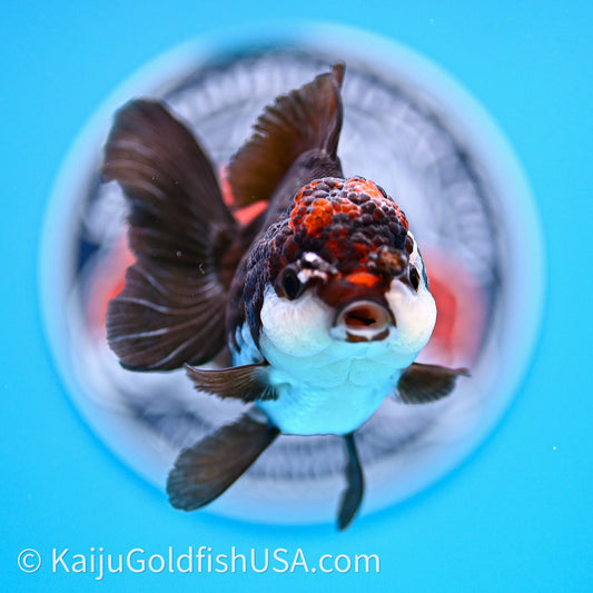 Tricolor Oranda 3.5in body (240726_OR02) - Kaiju Goldfish USA