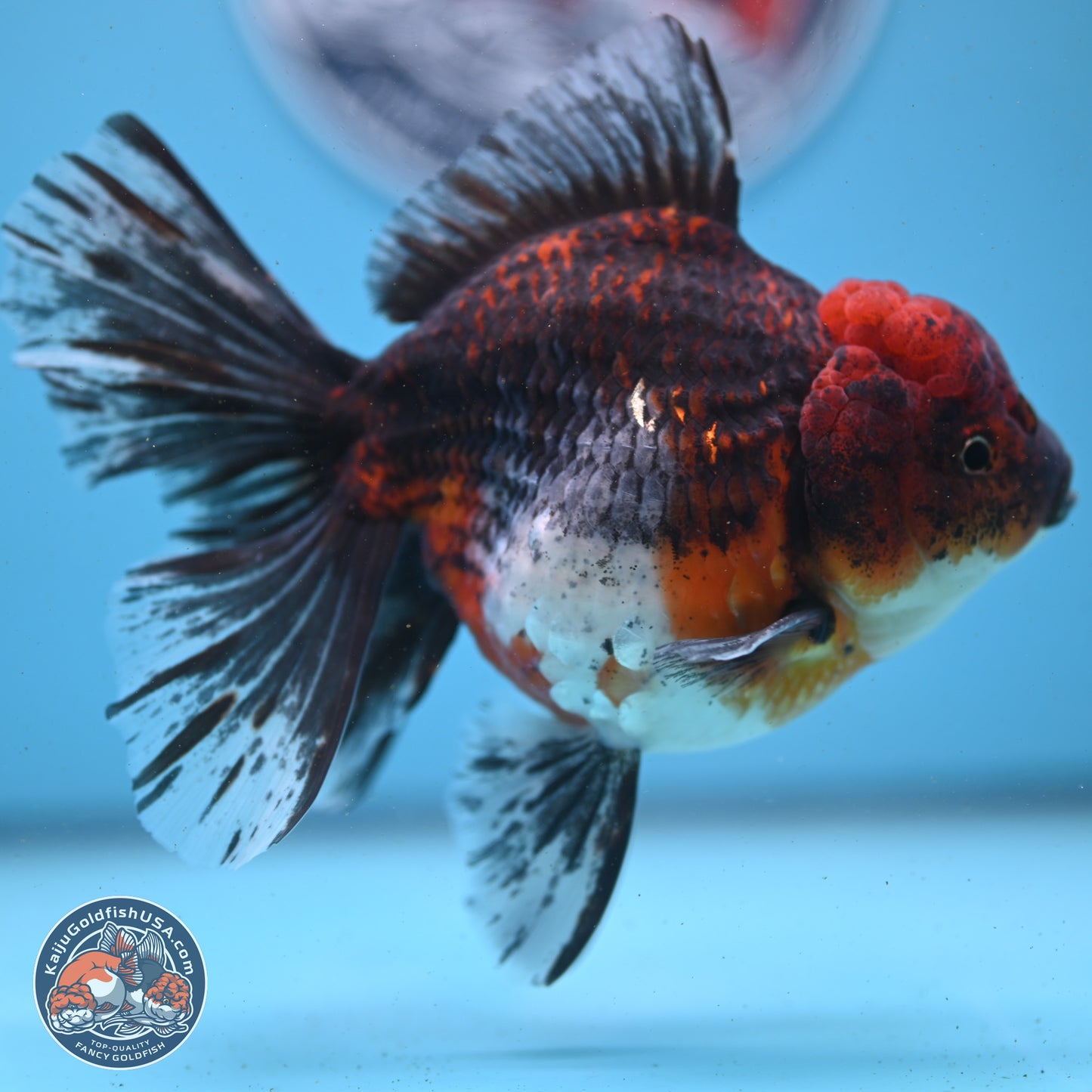 Red Kirin Rose Tail Oranda 6 inches - Female (241122_OR02) - Kaiju Goldfish USA