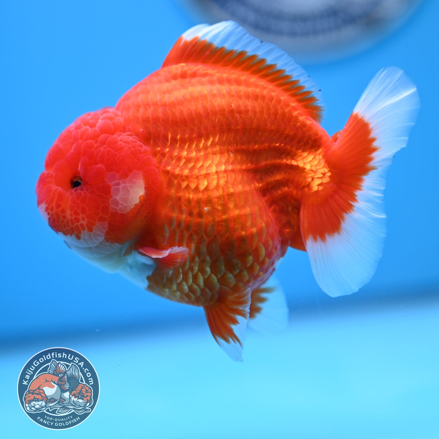 Red White YuanBao Oranda 4 inches Body (250516_OR02)