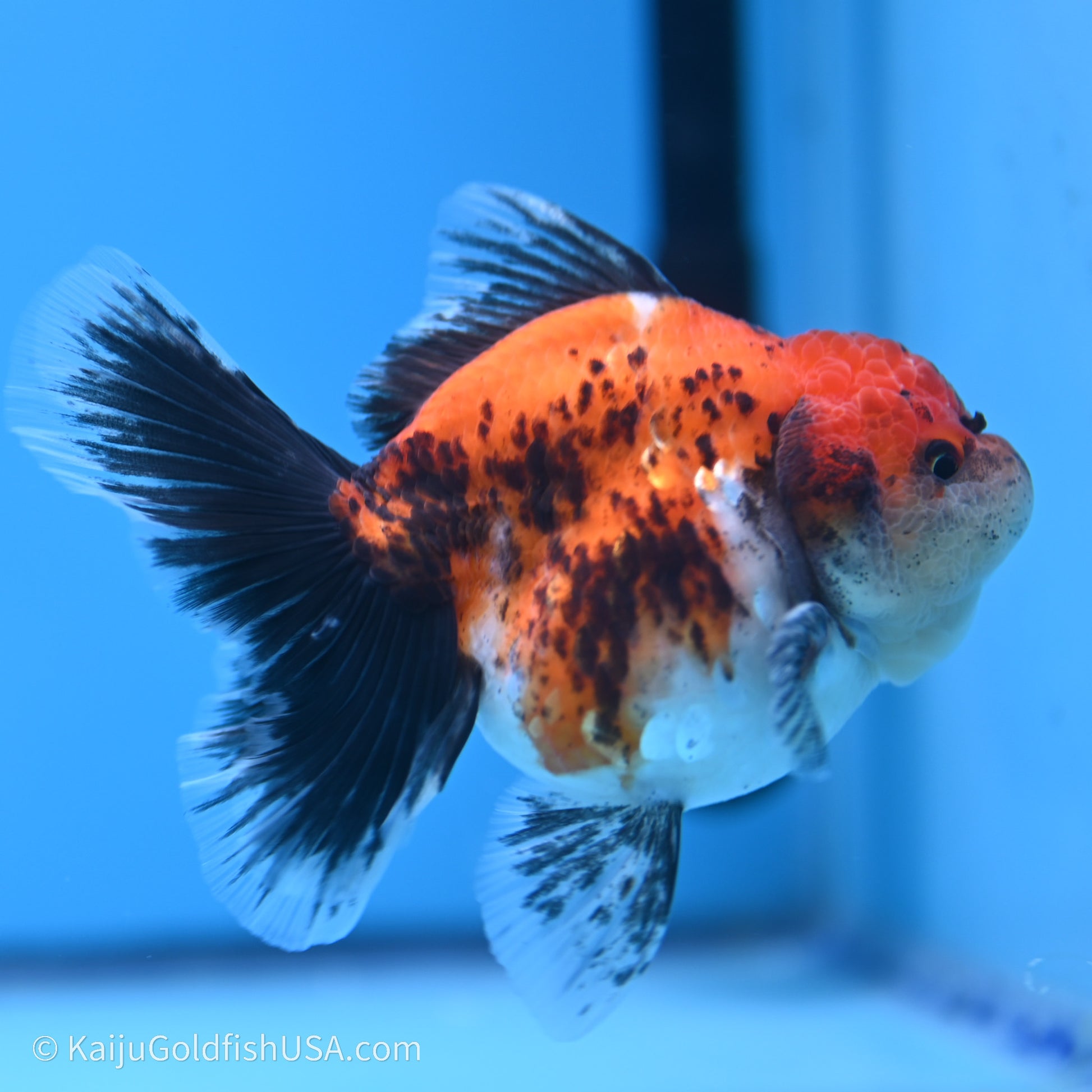 Shogun Godzilla Calico Rose Tail Oranda 3.5in Body (240719_OR02) - Kaiju Goldfish USA