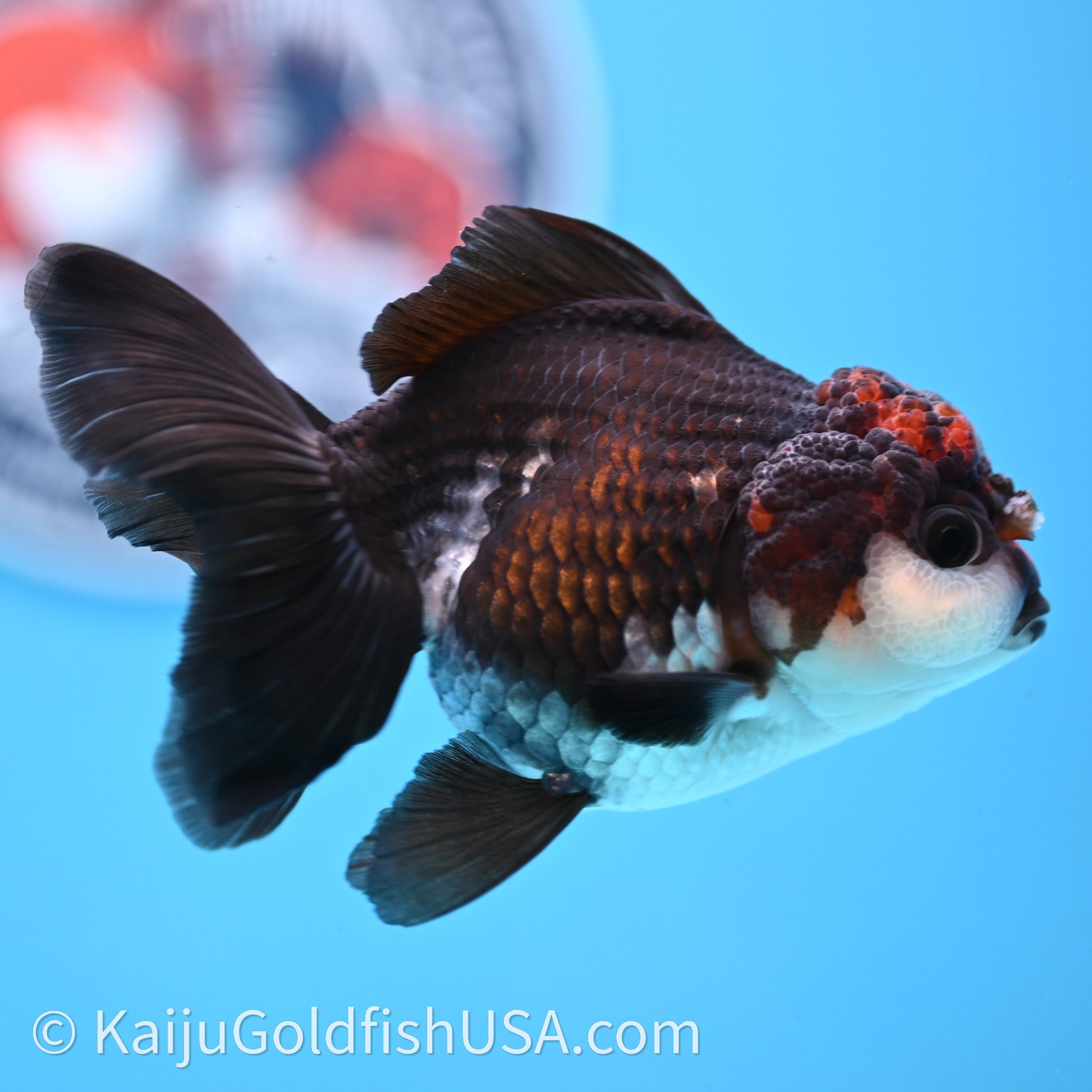 Tricolor Oranda 3.5in body (240726_OR02) - Kaiju Goldfish USA