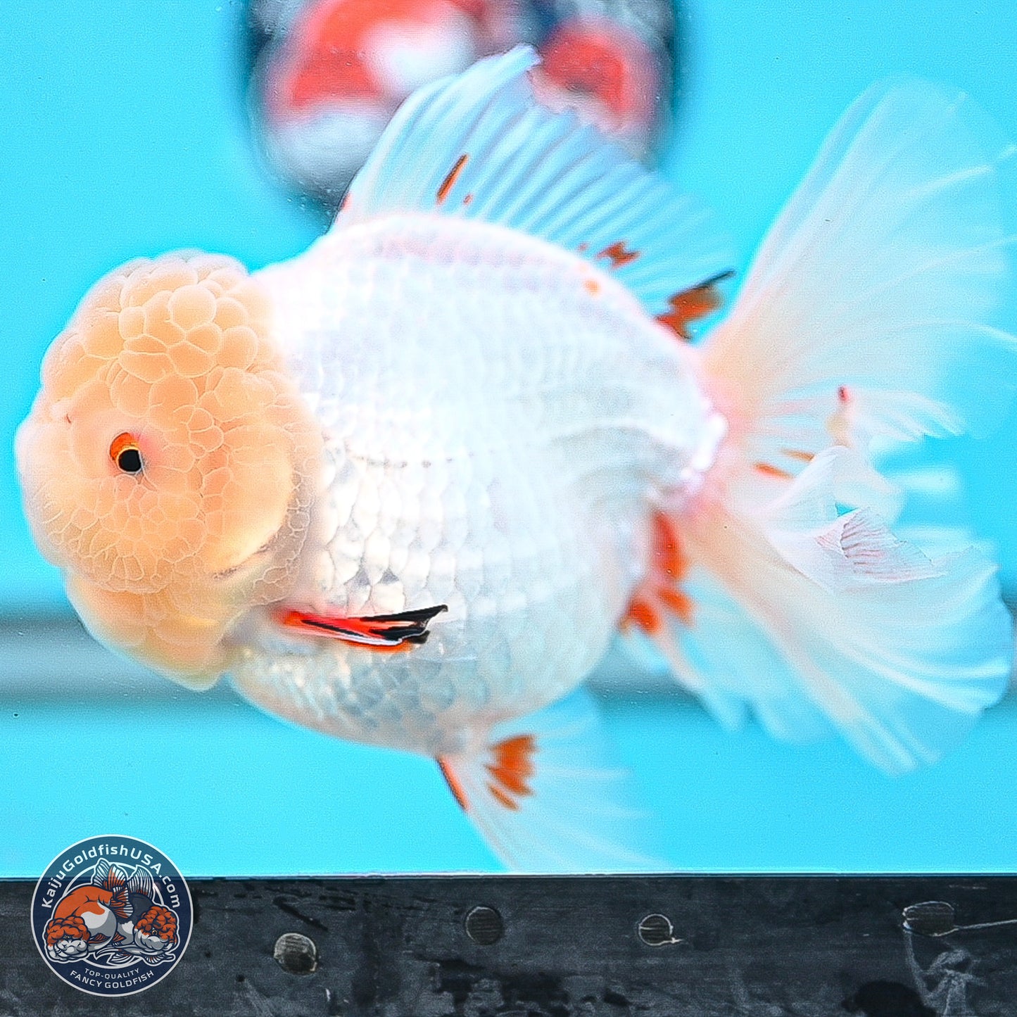Lemon Head Red White Rose Tail Oranda 4.5 inches Body - Female (250214_OR02)