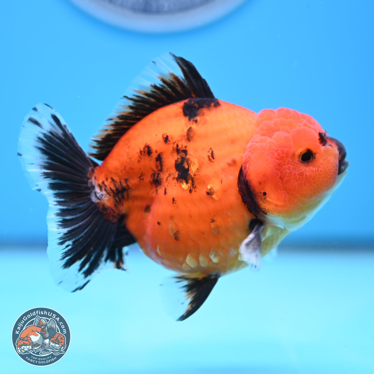 Shogun Tiger/Apache Oranda 4-4.5 inches (241004_OR02) - Kaiju Goldfish USA