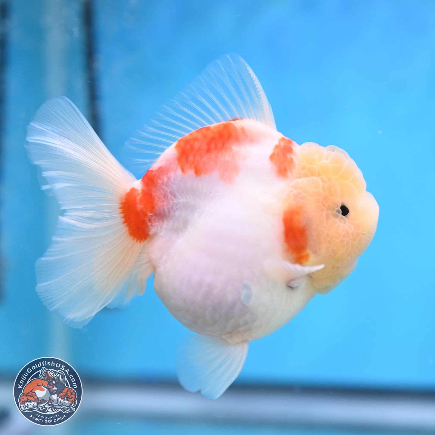 Sakura YuanBao Oranda 3.5 inches Body - Female (250207_OR02)