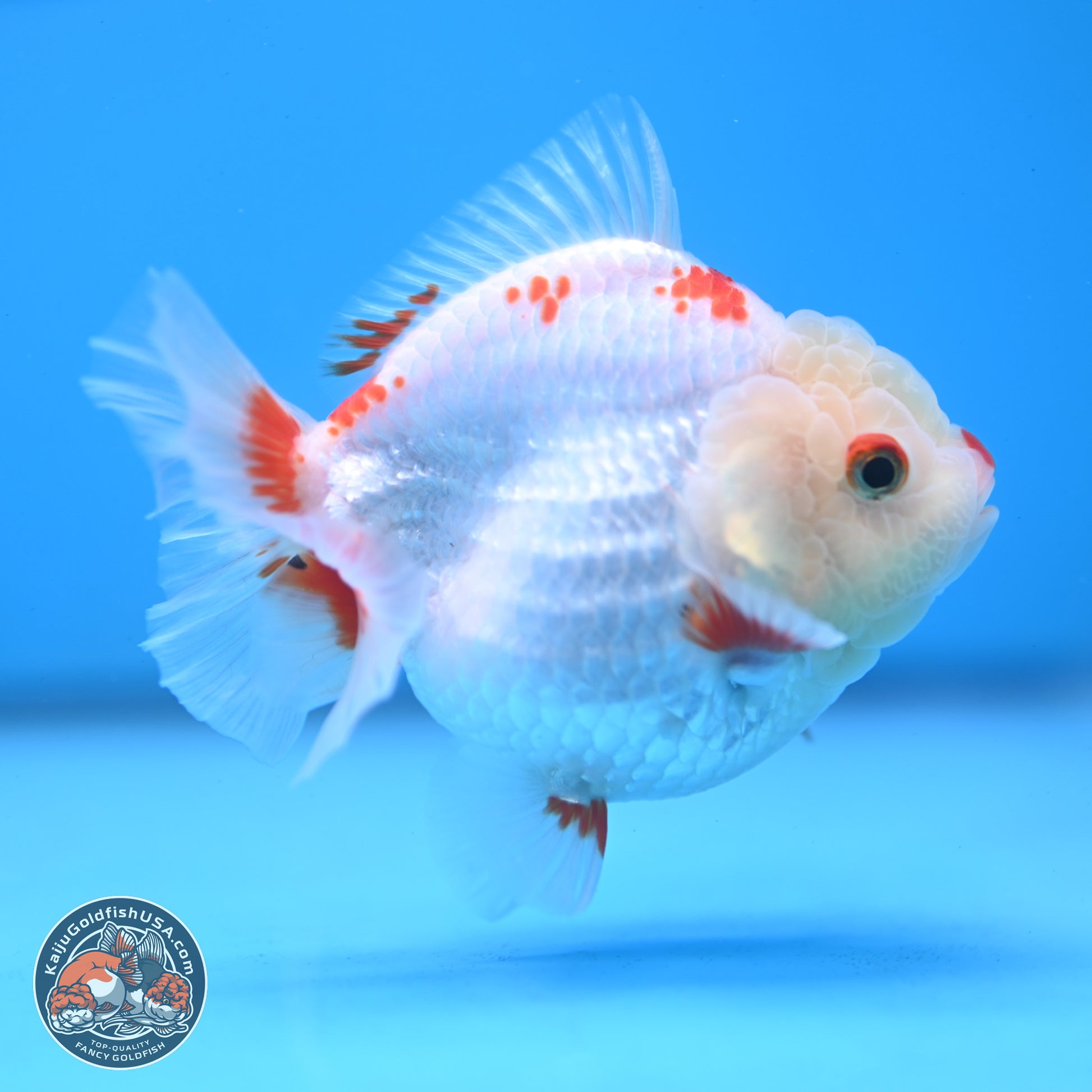 Red White YuanBao Oranda 3.25 inches Body - Female (250103_OR02) - Kaiju Goldfish USA