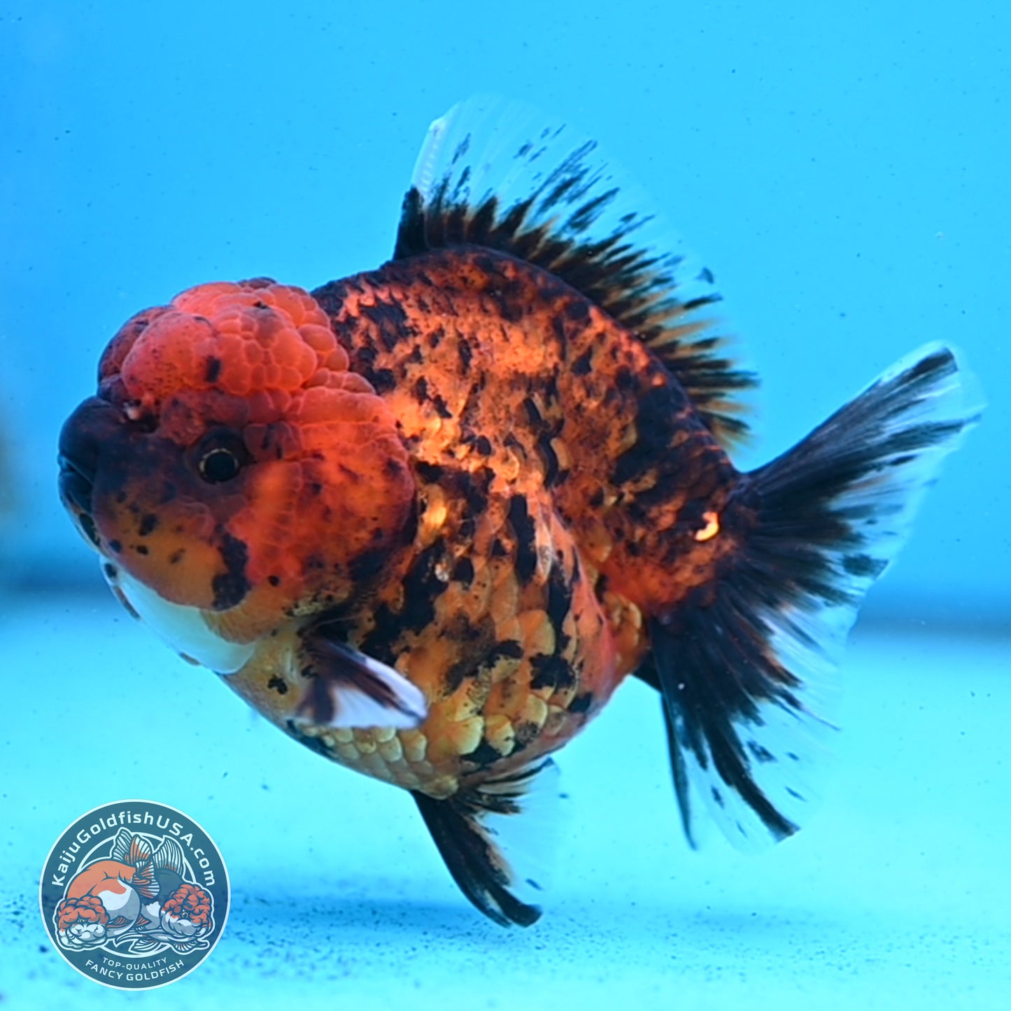 Shogun Tiger Oranda 3.5 inches Body - Male (250418_OR02)