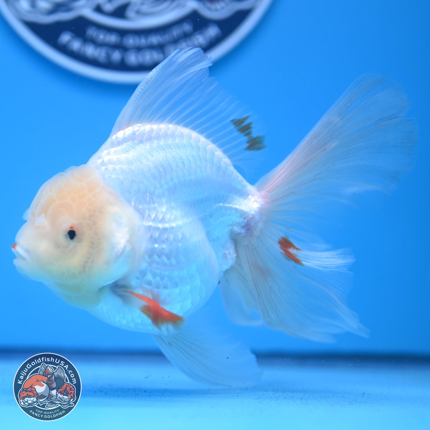 Red White Rose Tail Oranda 4-6 inches (240913_OR02) - Kaiju Goldfish USA