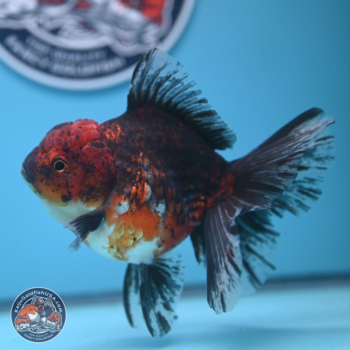 Red Kirin Rose Tail Oranda 6 inches - Female (241122_OR02) - Kaiju Goldfish USA