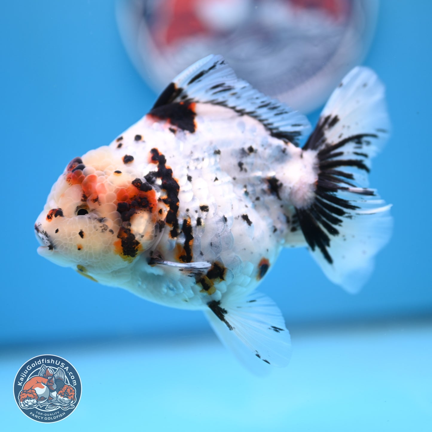 White Tiger Oranda 5.5 inches (241101_OR02) - Kaiju Goldfish USA