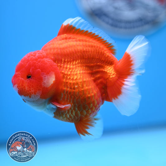 Red White YuanBao Oranda 4 inches Body (250516_OR02)