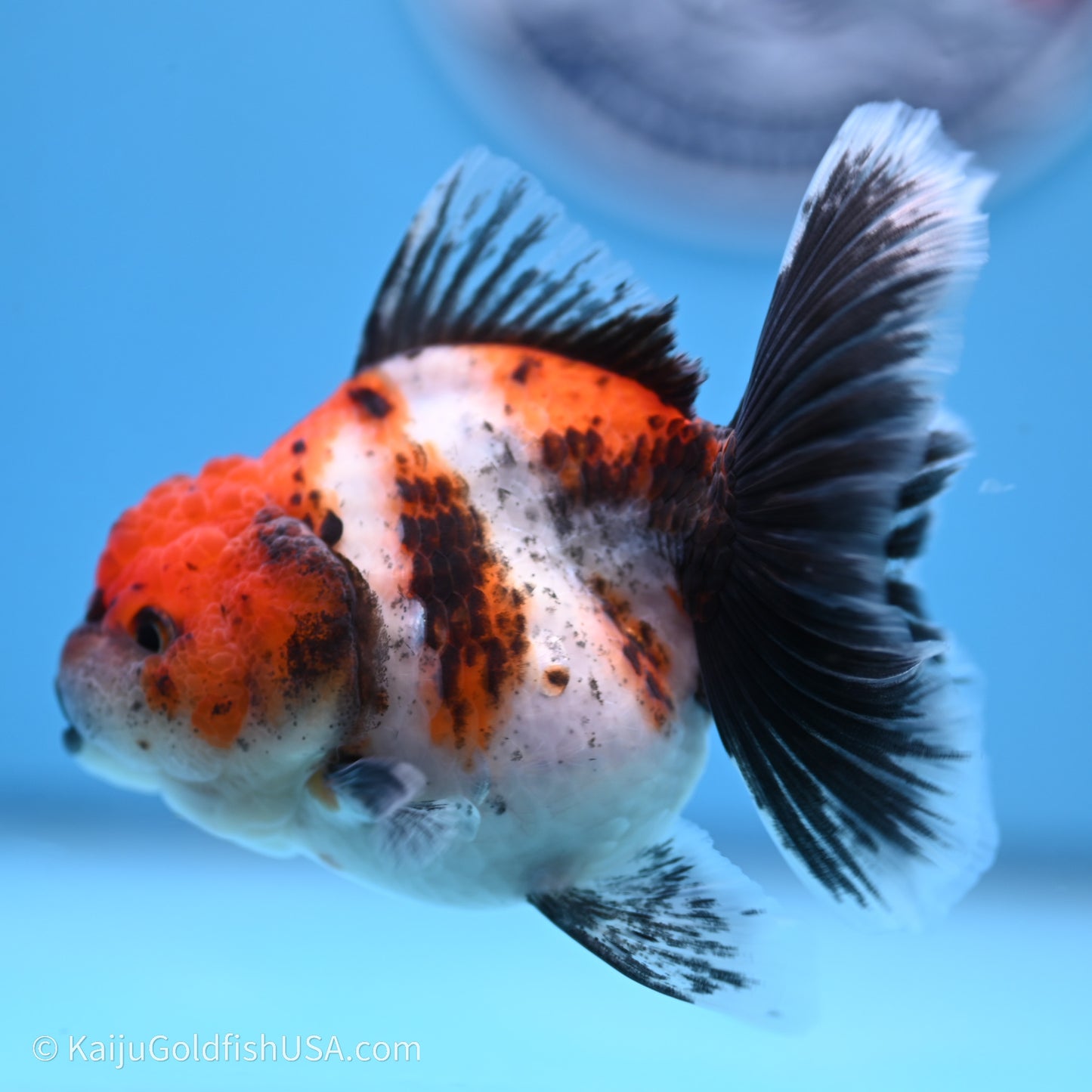 Shogun Godzilla Calico Rose Tail Oranda 3.5in Body (240719_OR02) - Kaiju Goldfish USA