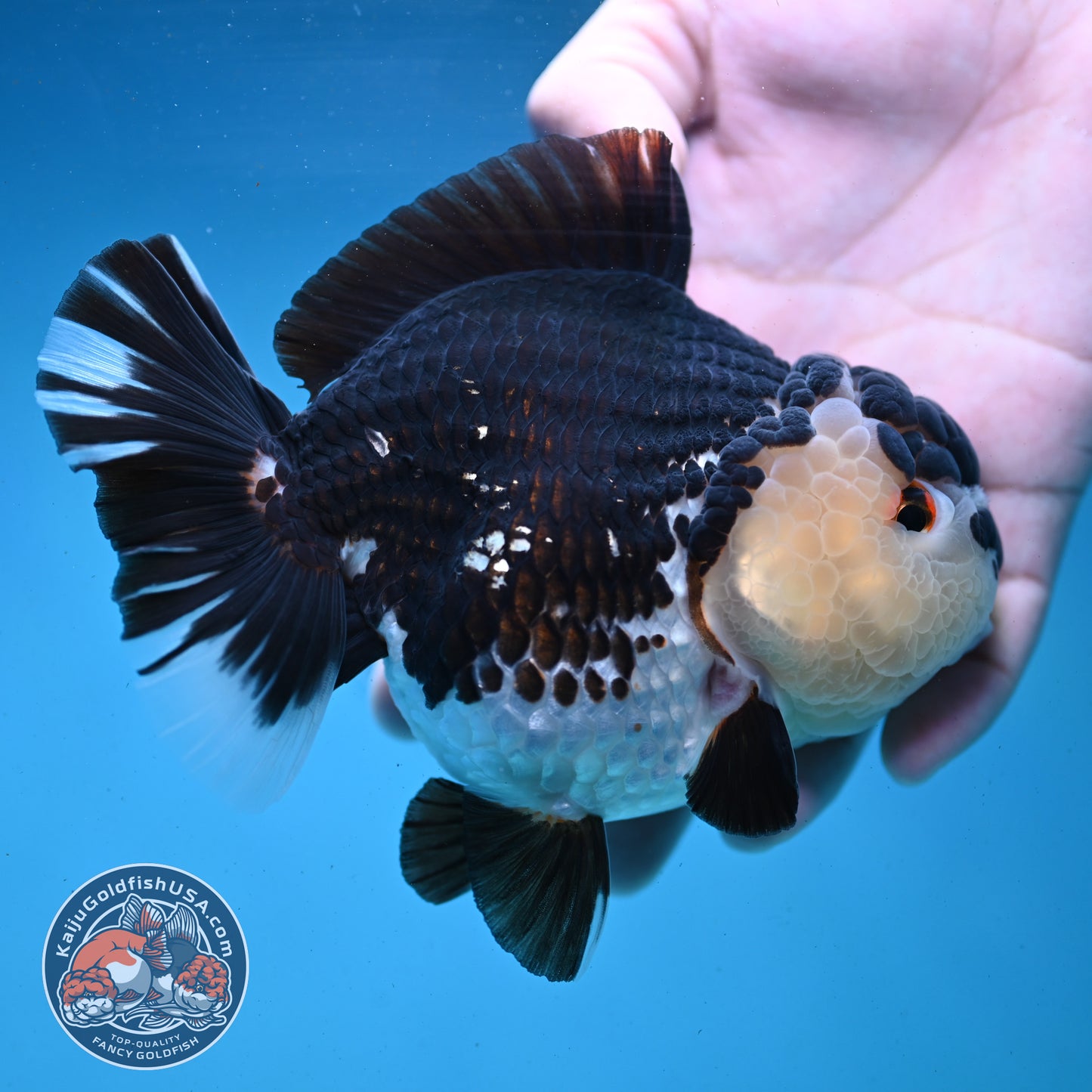 Panda Oranda 4.5 inch Body (250919_OR02)