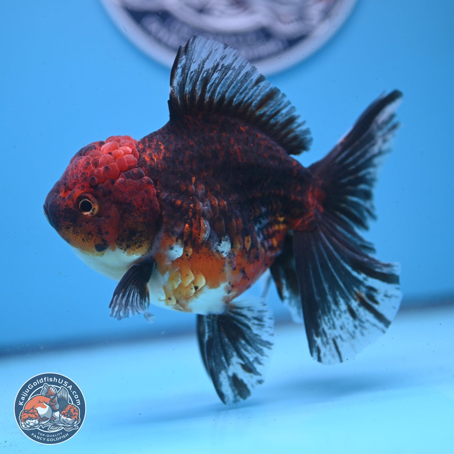 Red Kirin Rose Tail Oranda 6 inches - Female (241122_OR02) - Kaiju Goldfish USA