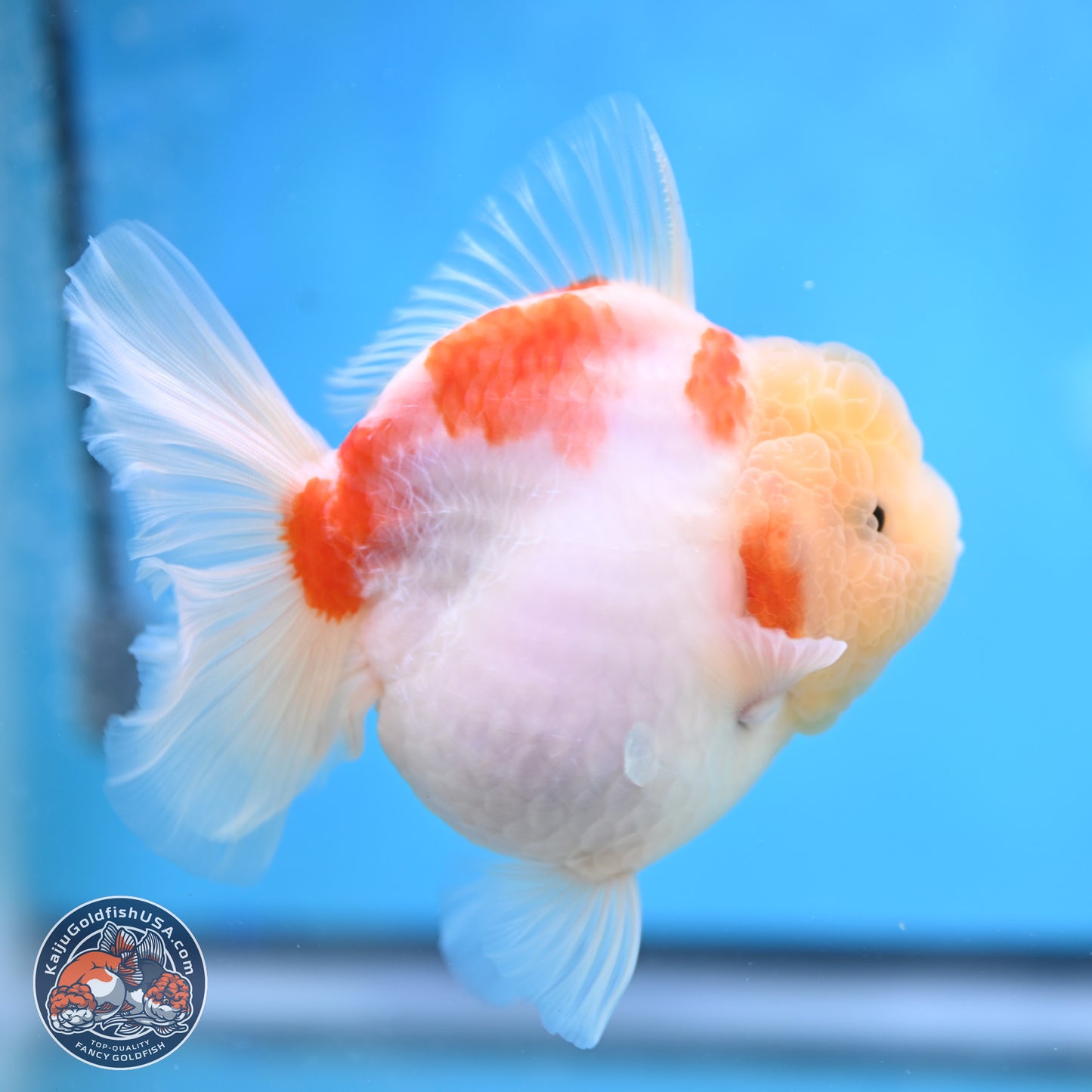 Sakura YuanBao Oranda 3.5 inches Body - Female (250207_OR02)