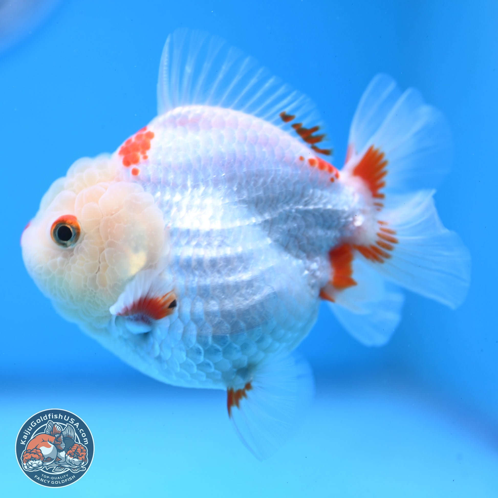 Red White YuanBao Oranda 3.25 inches Body - Female (250103_OR02) - Kaiju Goldfish USA