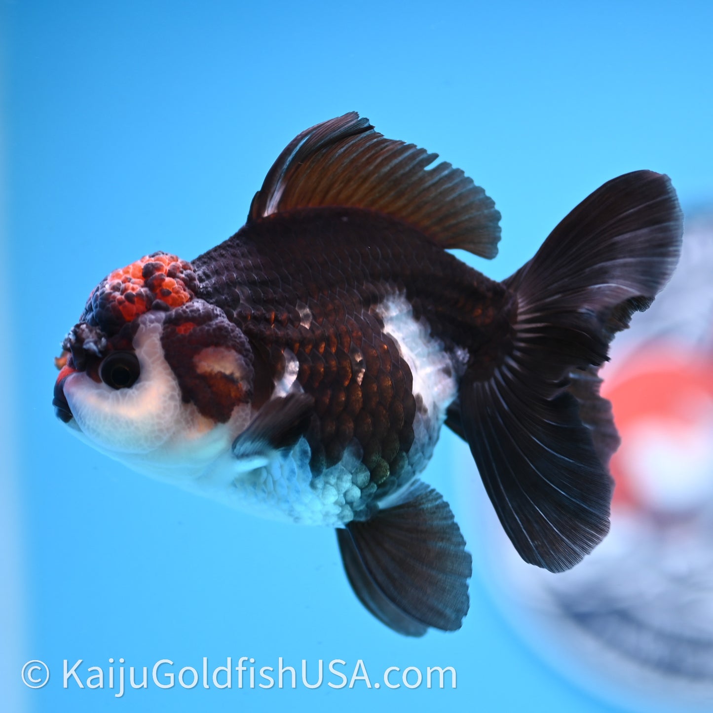 Tricolor Oranda 3.5in body (240726_OR02) - Kaiju Goldfish USA