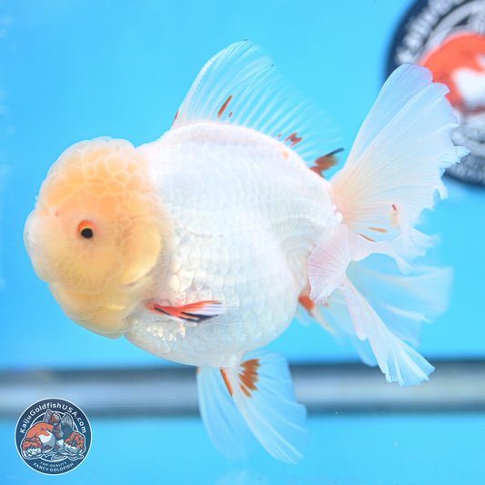 Lemon Head Red White Rose Tail Oranda 4.5 inches Body - Female (250214_OR02)