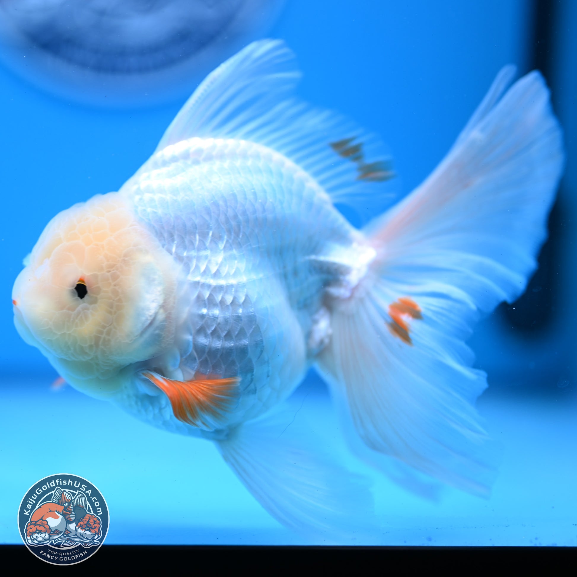 Red White Rose Tail Oranda 4-6 inches (240913_OR02) - Kaiju Goldfish USA