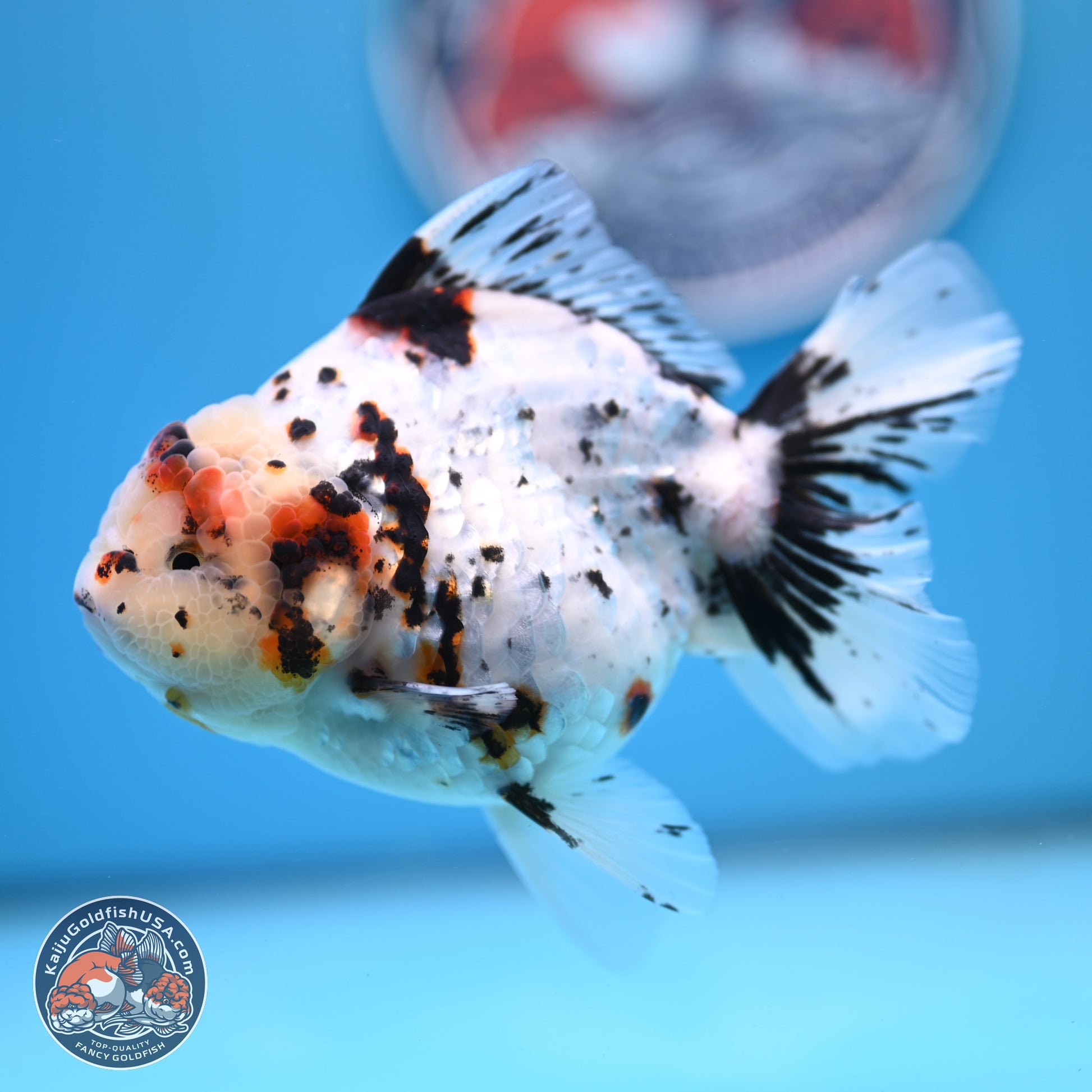 White Tiger Oranda 5.5 inches (241101_OR02) - Kaiju Goldfish USA