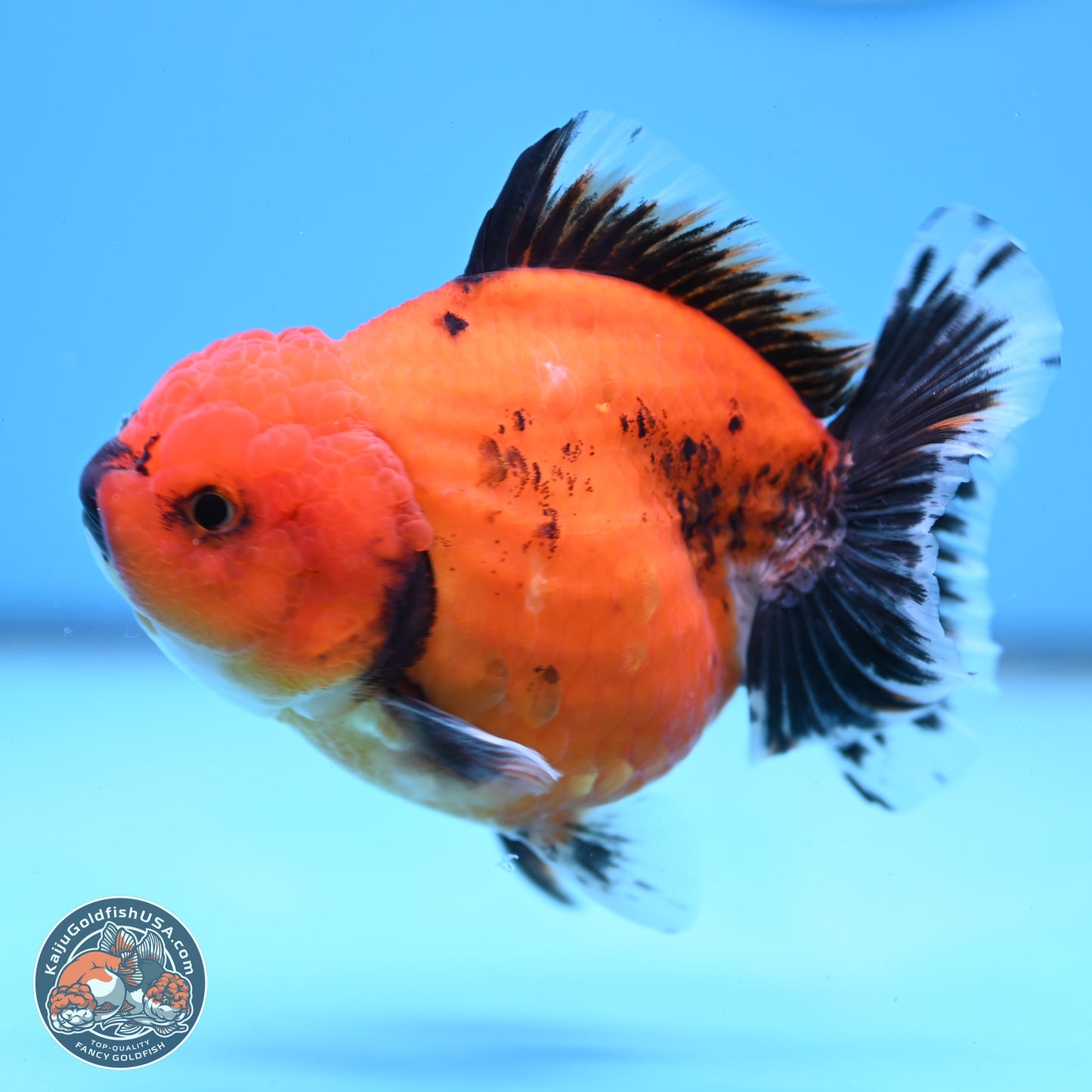 Shogun Tiger/Apache Oranda 4-4.5 inches (241004_OR02) - Kaiju Goldfish USA